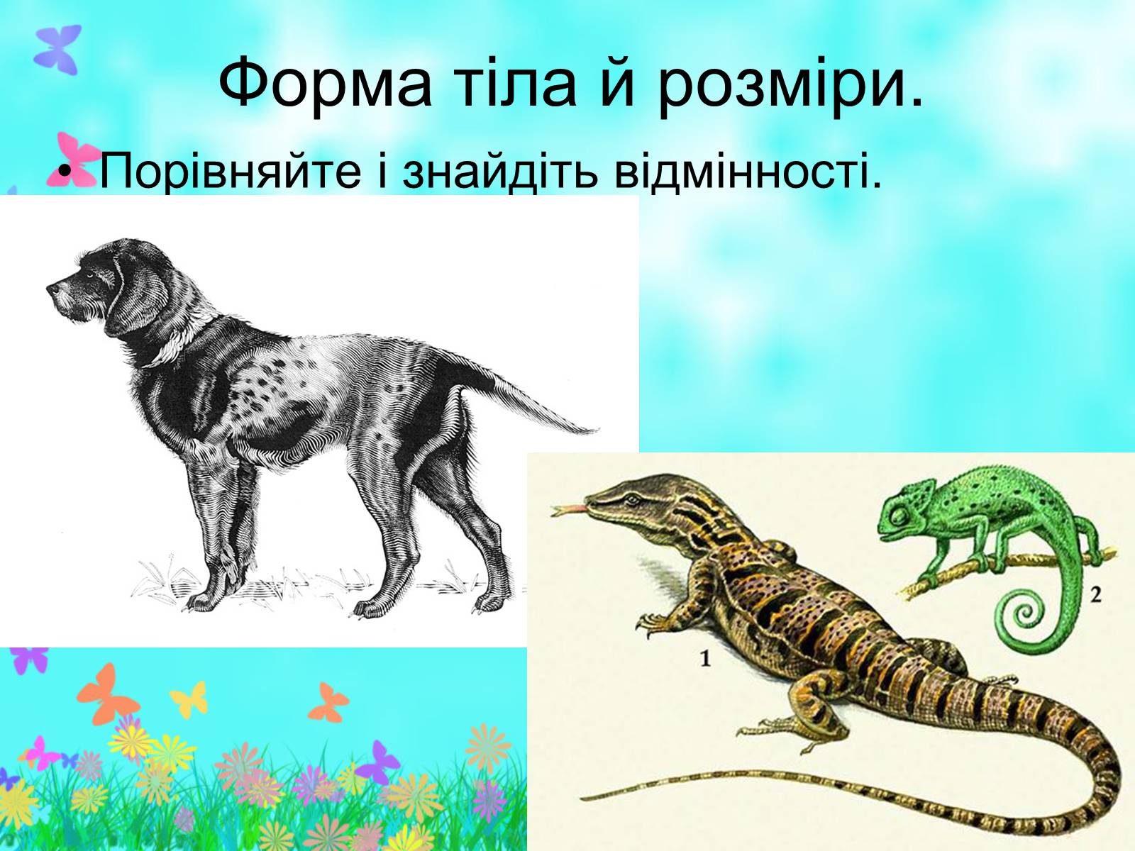 Презентація на тему «Загальна характеристика класу Ссавці. Зовнішня будова, скелет і мускулатура» - Слайд #7 Презентація на тему «Загальна характеристика класу Ссавці. Зовнішня будова, скелет і мускулатура» - Слайд #7