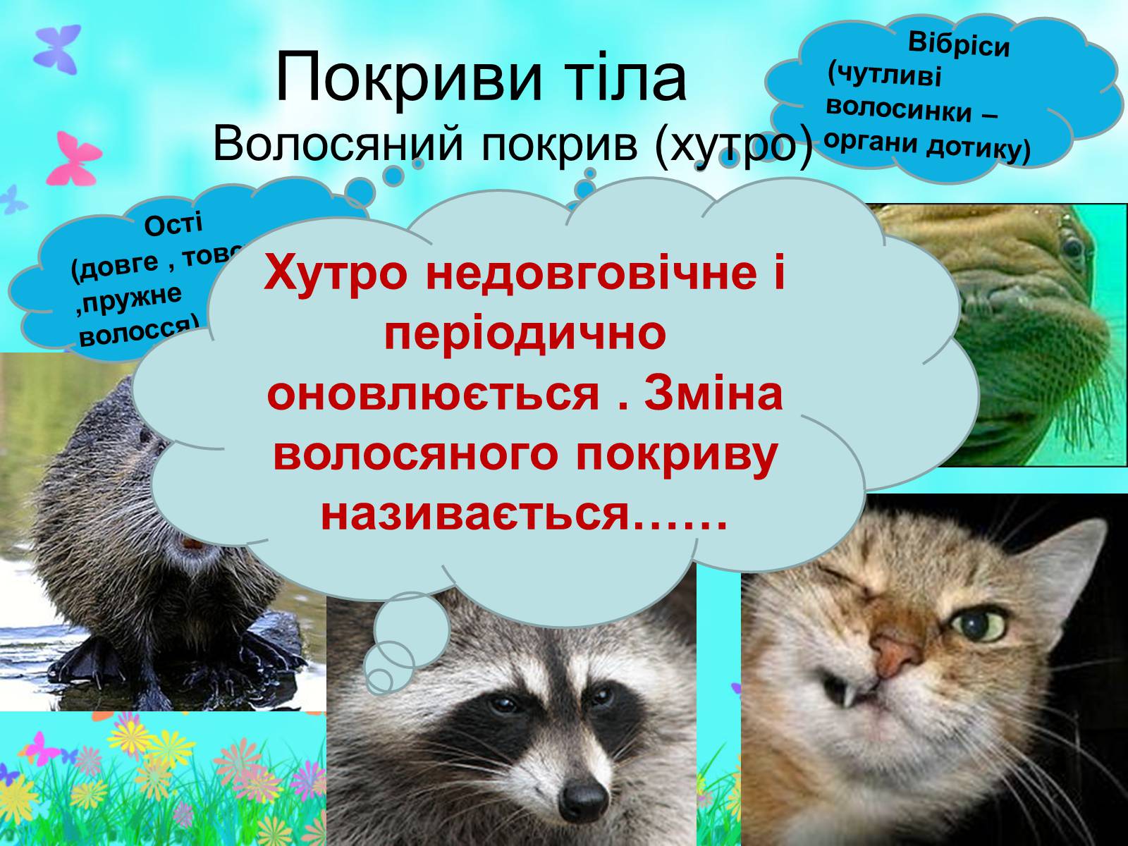 Презентація на тему «Загальна характеристика класу Ссавці. Зовнішня будова, скелет і мускулатура» - Слайд #9 Презентація на тему «Загальна характеристика класу Ссавці. Зовнішня будова, скелет і мускулатура» - Слайд #9