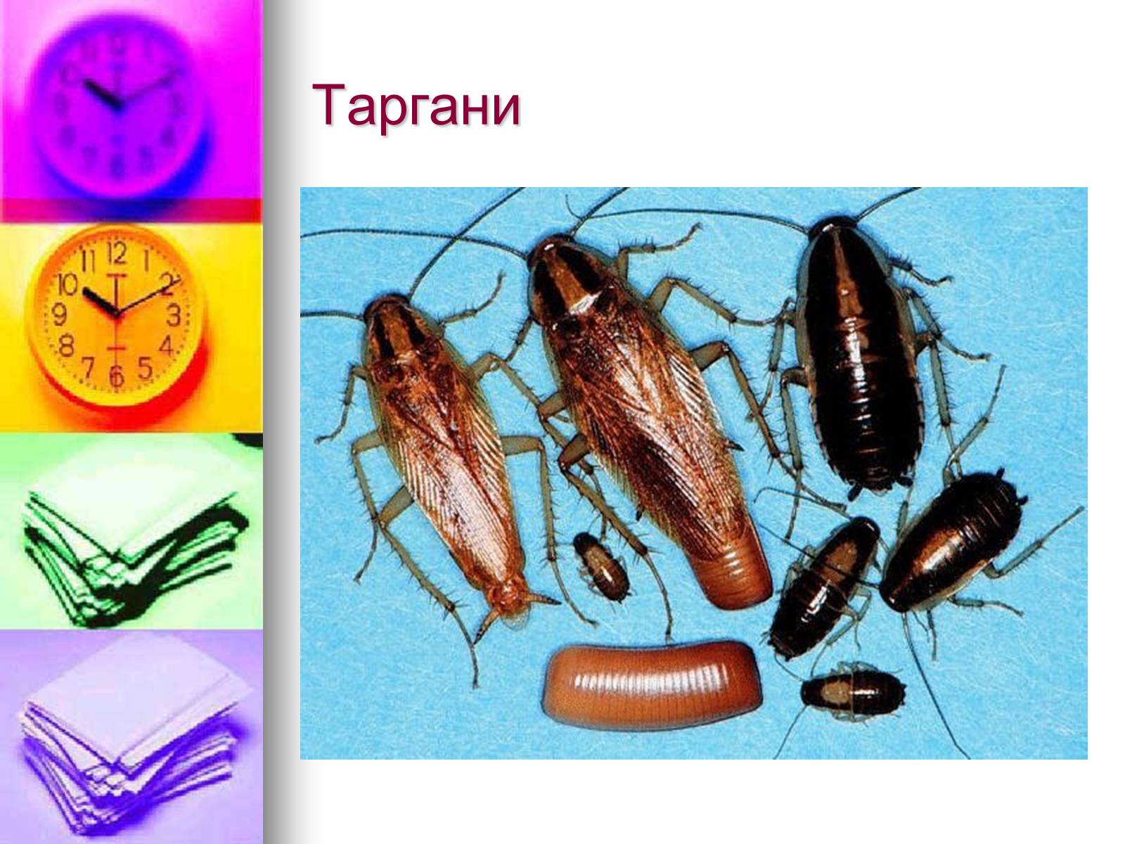 Презентація на тему «Клас Комахи. Загальна характеристика класу» - Слайд #30 Презентація на тему «Клас Комахи. Загальна характеристика класу» - Слайд #30