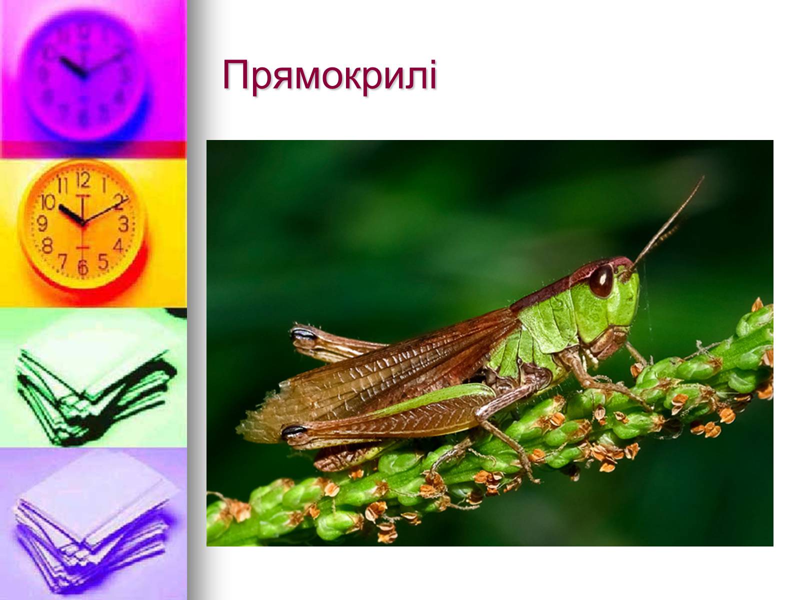 Презентація на тему «Клас Комахи. Загальна характеристика класу» - Слайд #32 Презентація на тему «Клас Комахи. Загальна характеристика класу» - Слайд #32