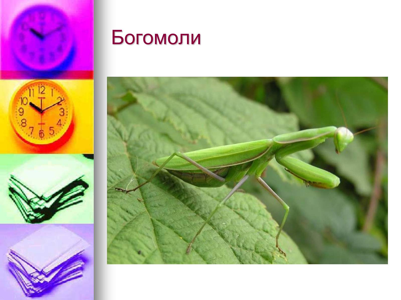 Презентація на тему «Клас Комахи. Загальна характеристика класу» - Слайд #35 Презентація на тему «Клас Комахи. Загальна характеристика класу» - Слайд #35