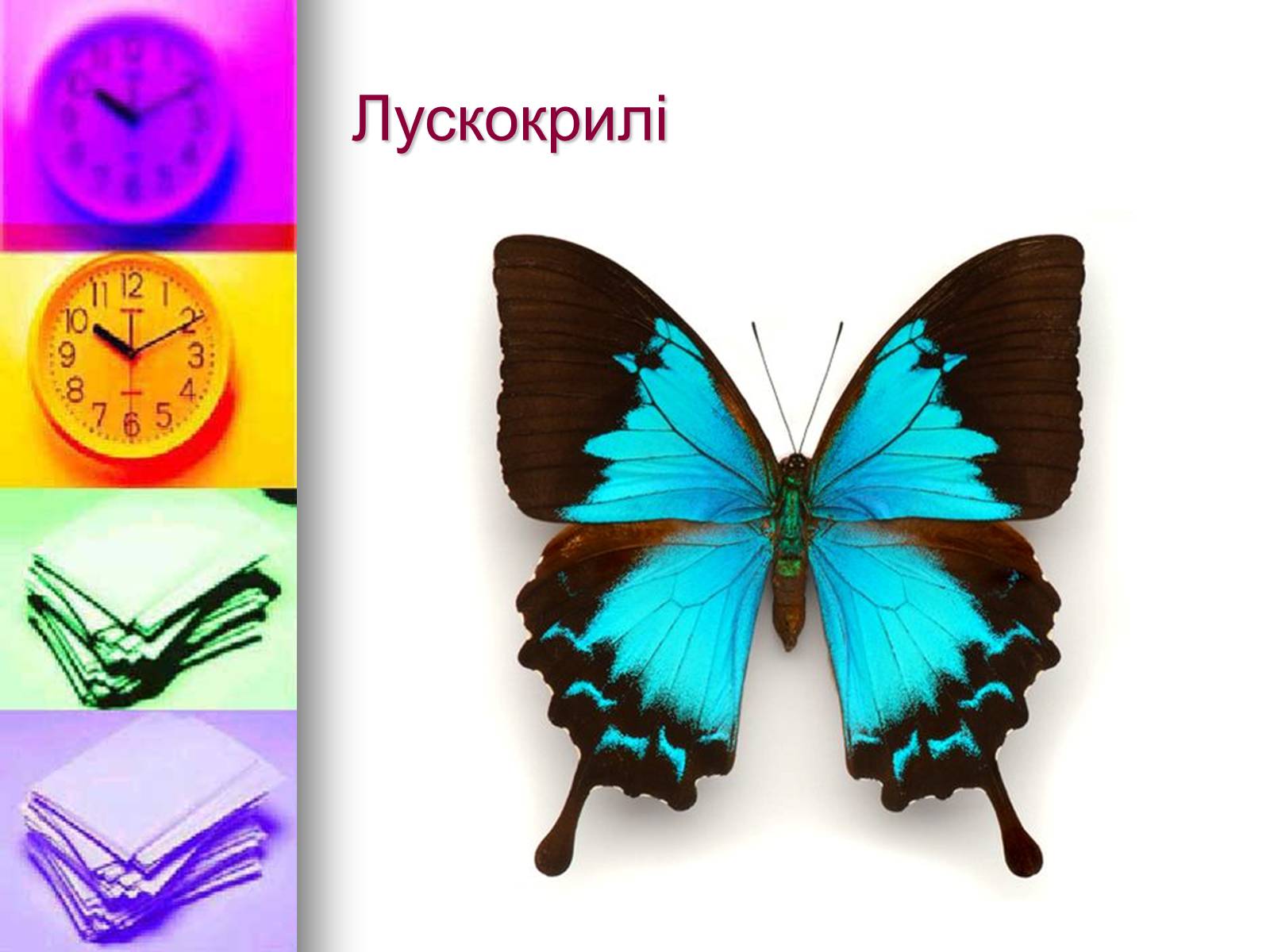 Презентація на тему «Клас Комахи. Загальна характеристика класу» - Слайд #37 Презентація на тему «Клас Комахи. Загальна характеристика класу» - Слайд #37