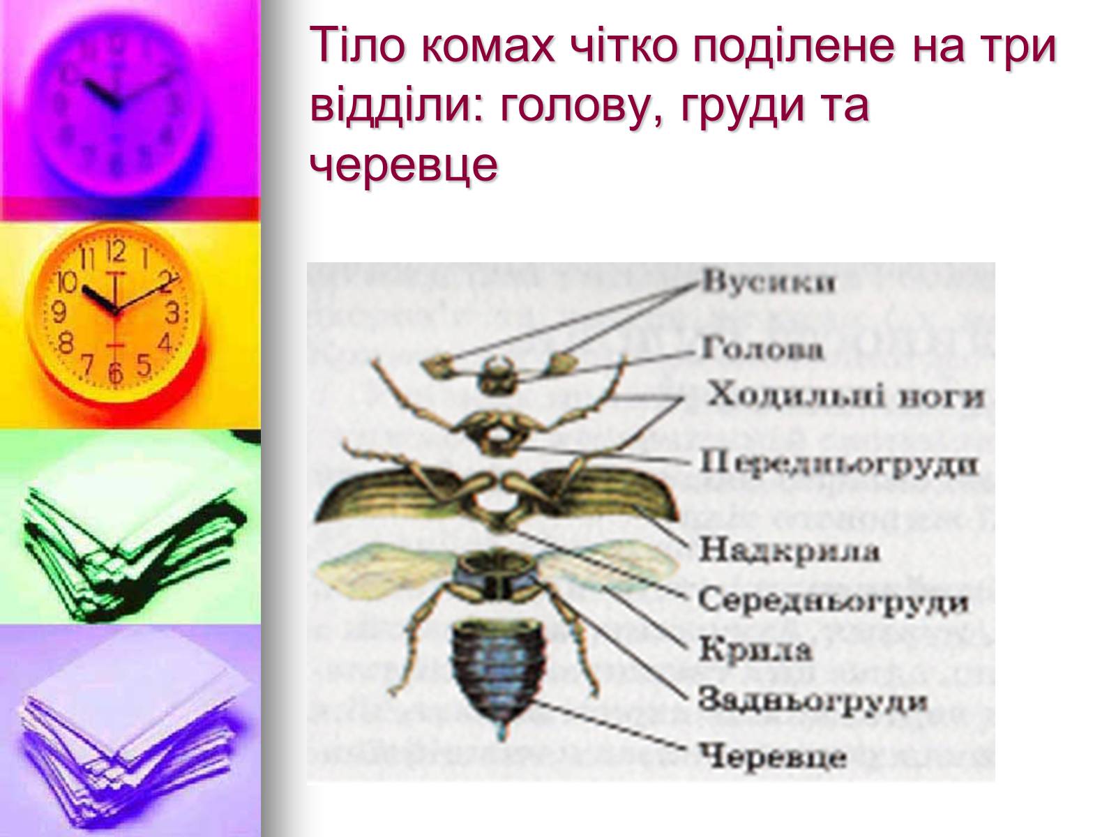 Презентація на тему «Клас Комахи. Загальна характеристика класу» - Слайд #5 Презентація на тему «Клас Комахи. Загальна характеристика класу» - Слайд #5