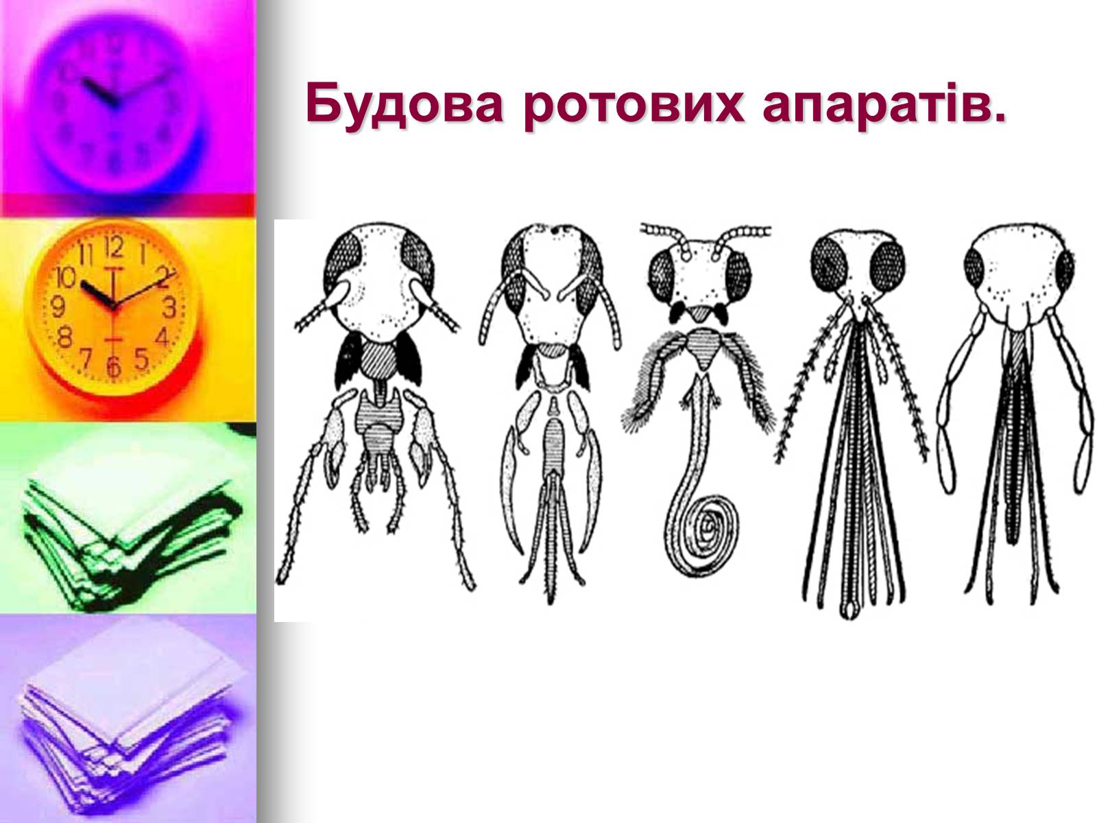 Презентація на тему «Клас Комахи. Загальна характеристика класу» - Слайд #7 Презентація на тему «Клас Комахи. Загальна характеристика класу» - Слайд #7