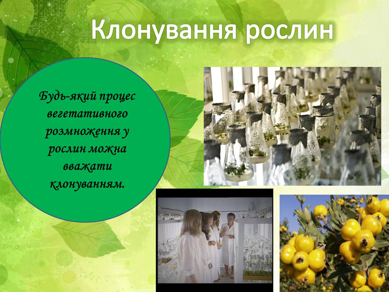 Презентація на тему «Клонування» (варіант 10) - Слайд #12 Презентація на тему «Клонування» (варіант 10) - Слайд #12