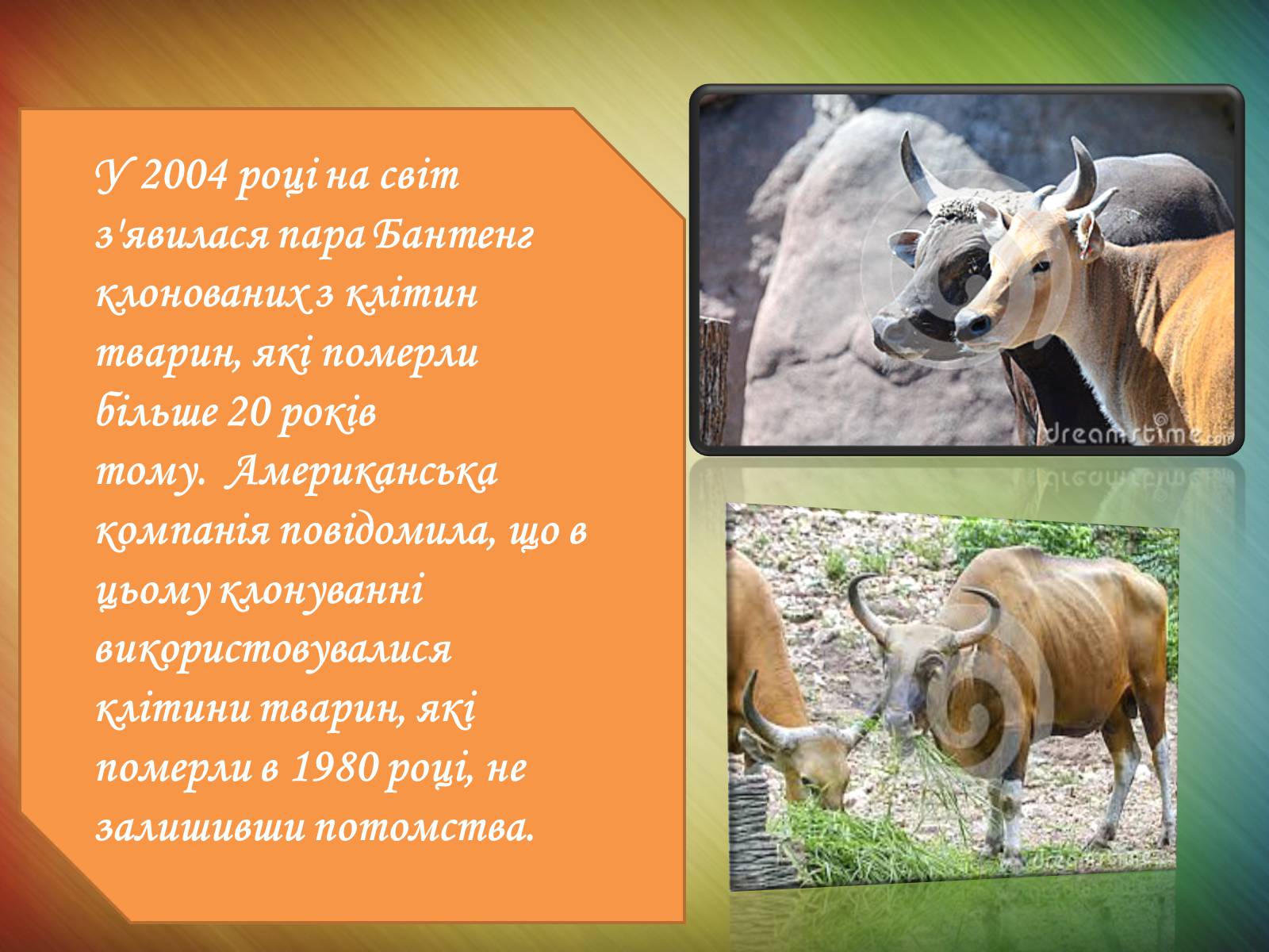 Презентація на тему «Клонування» (варіант 10) - Слайд #15 Презентація на тему «Клонування» (варіант 10) - Слайд #15