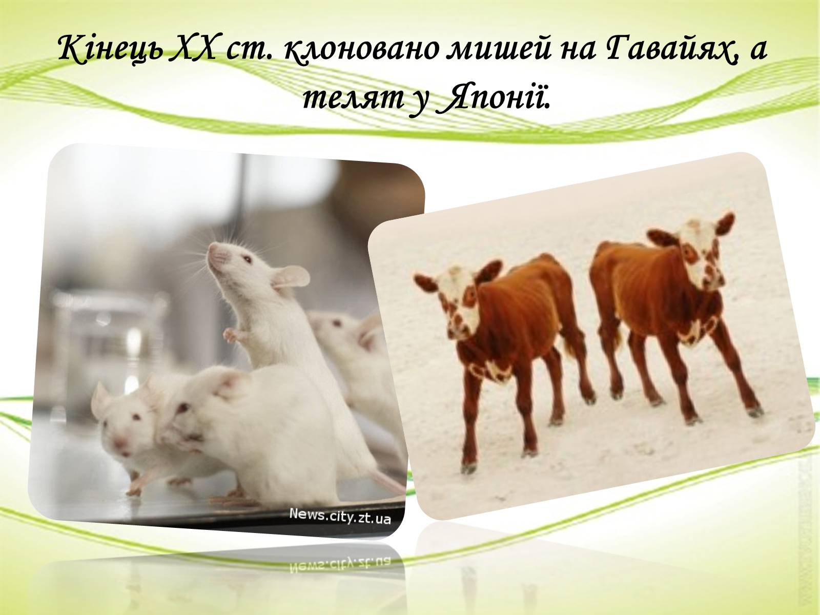 Презентація на тему «Клонування» (варіант 10) - Слайд #8 Презентація на тему «Клонування» (варіант 10) - Слайд #8