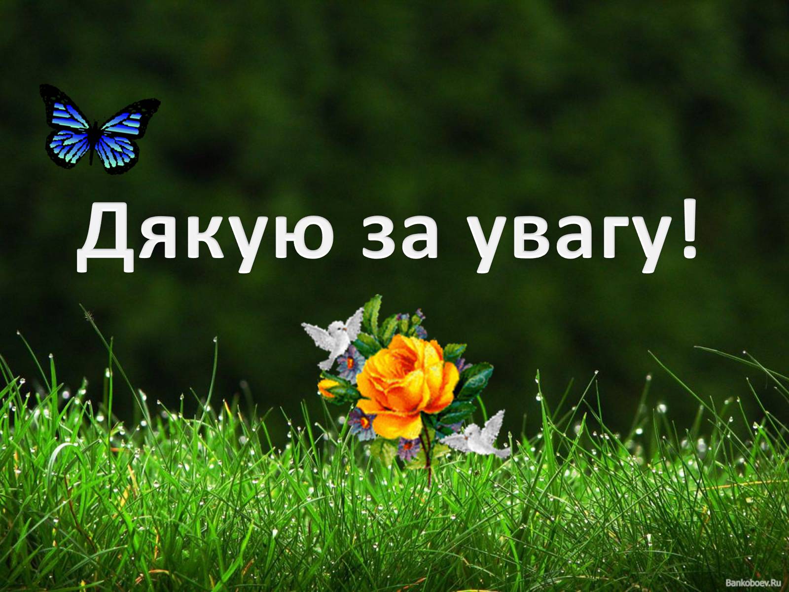 Презентація на тему «Погляди на еволюцію в різні роки і століття в природі» - Слайд #12 Презентація на тему «Погляди на еволюцію в різні роки і століття в природі» - Слайд #12