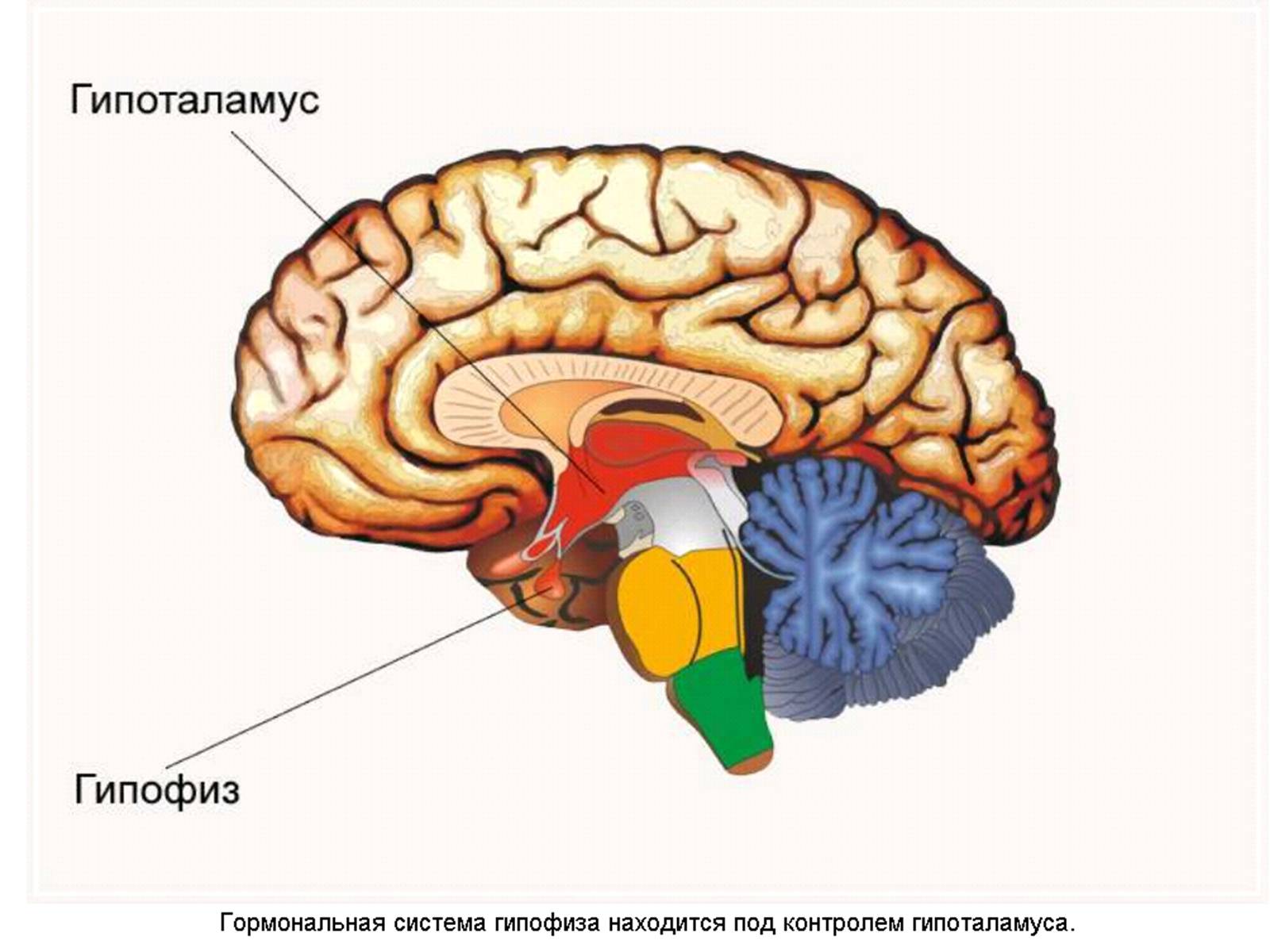 Презентація на тему «Гипофиз» - Слайд #13 Презентація на тему «Гипофиз» - Слайд #13