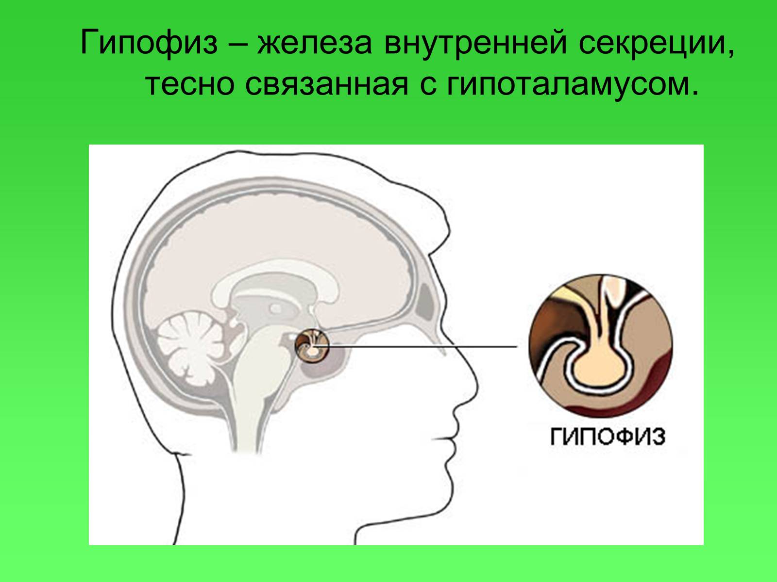 Презентація на тему «Гипофиз» - Слайд #2 Презентація на тему «Гипофиз» - Слайд #2