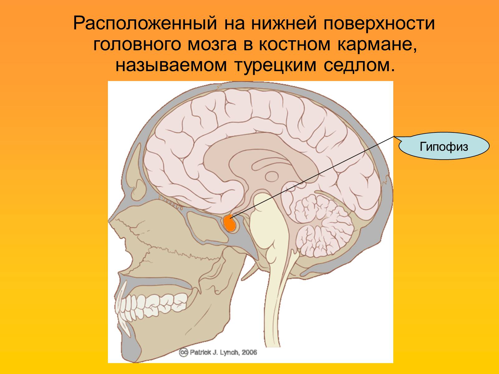 Презентація на тему «Гипофиз» - Слайд #3 Презентація на тему «Гипофиз» - Слайд #3