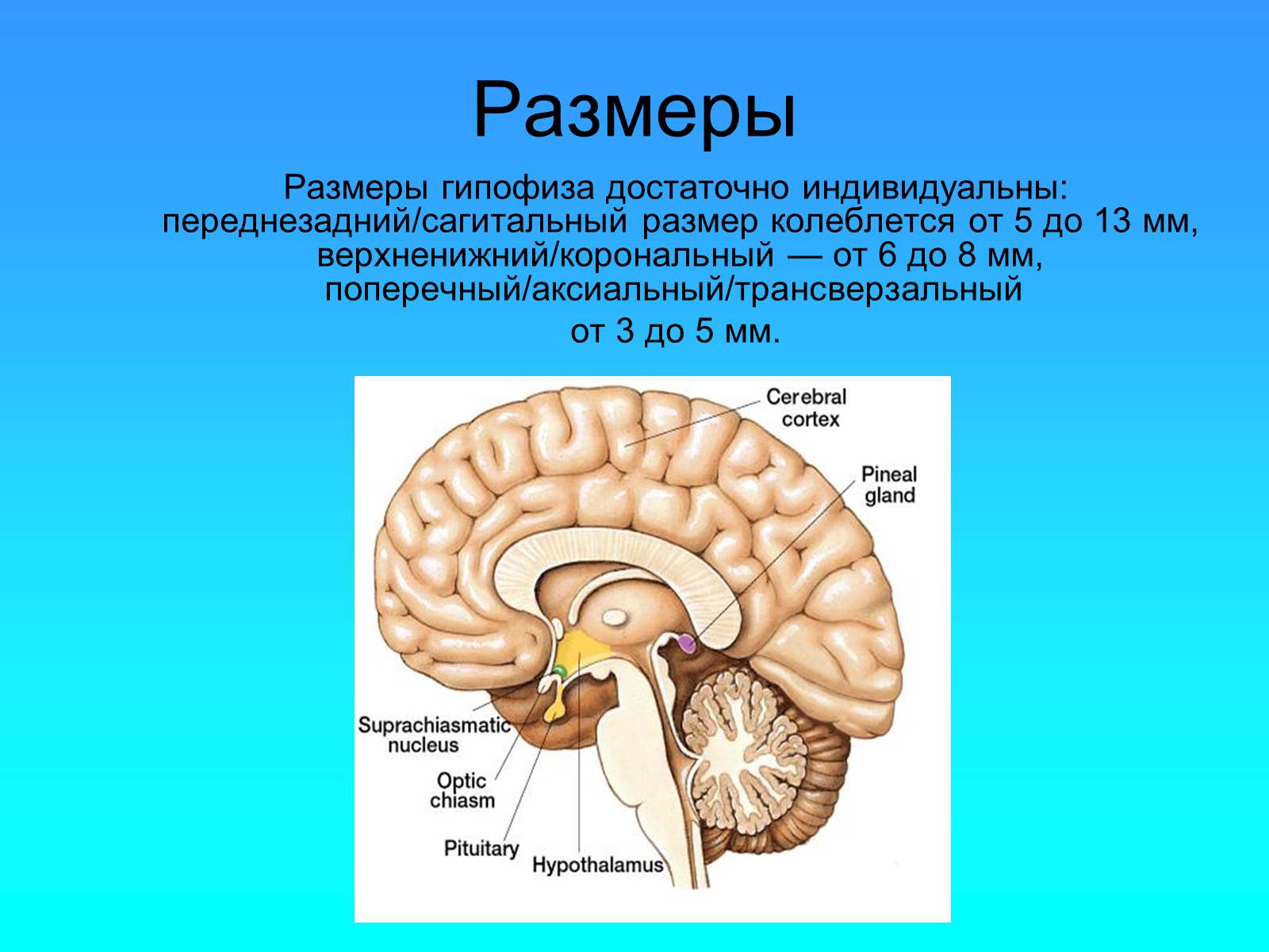 Презентація на тему «Гипофиз» - Слайд #4 Презентація на тему «Гипофиз» - Слайд #4