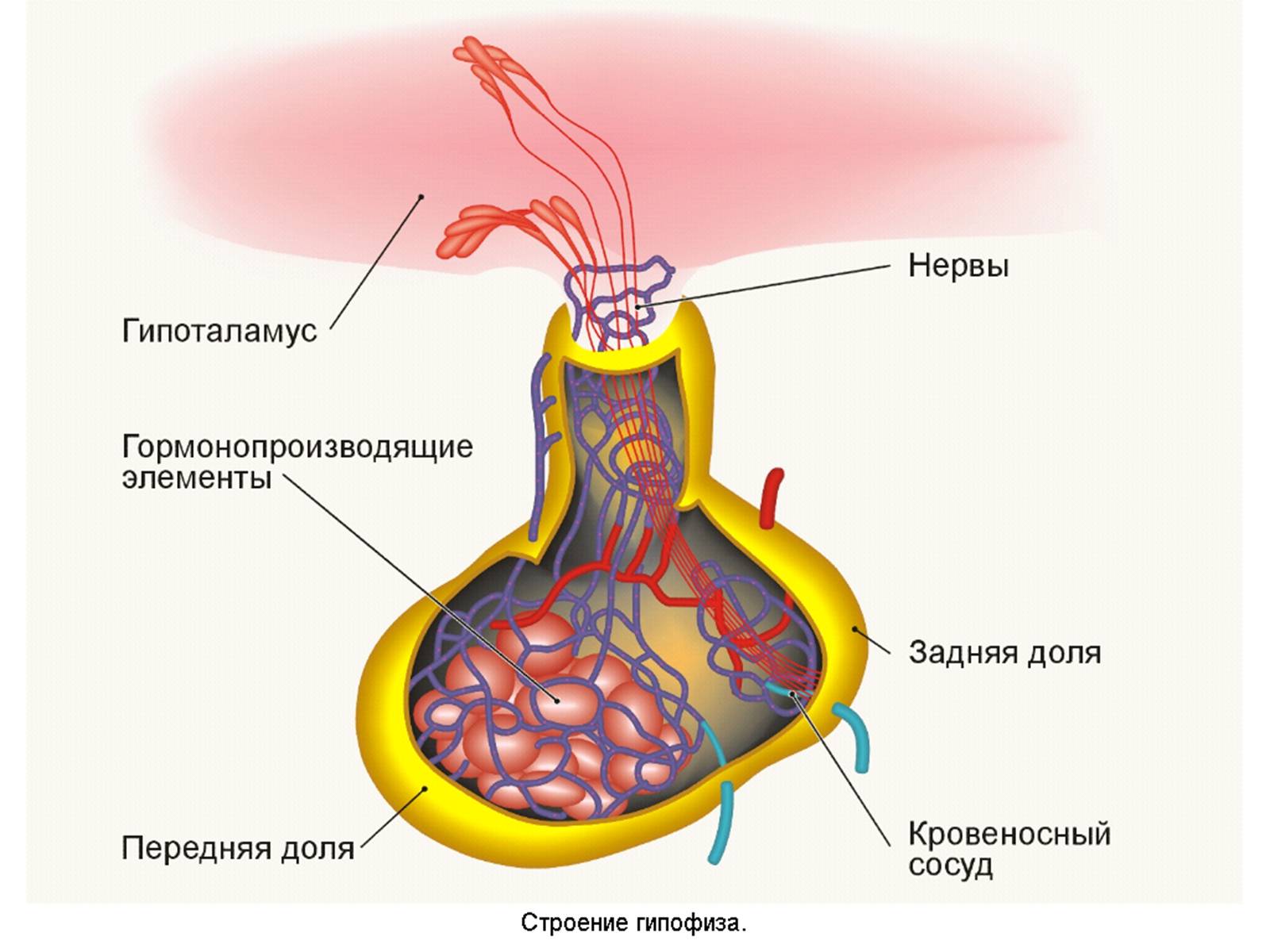 Презентація на тему «Гипофиз» - Слайд #6 Презентація на тему «Гипофиз» - Слайд #6