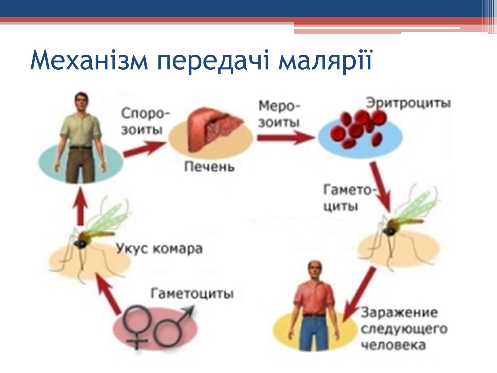 Презентація на тему «Хвороби людини, що викликаються одноклітинними тваринами» - Слайд #19 Презентація на тему «Хвороби людини, що викликаються одноклітинними тваринами» - Слайд #19