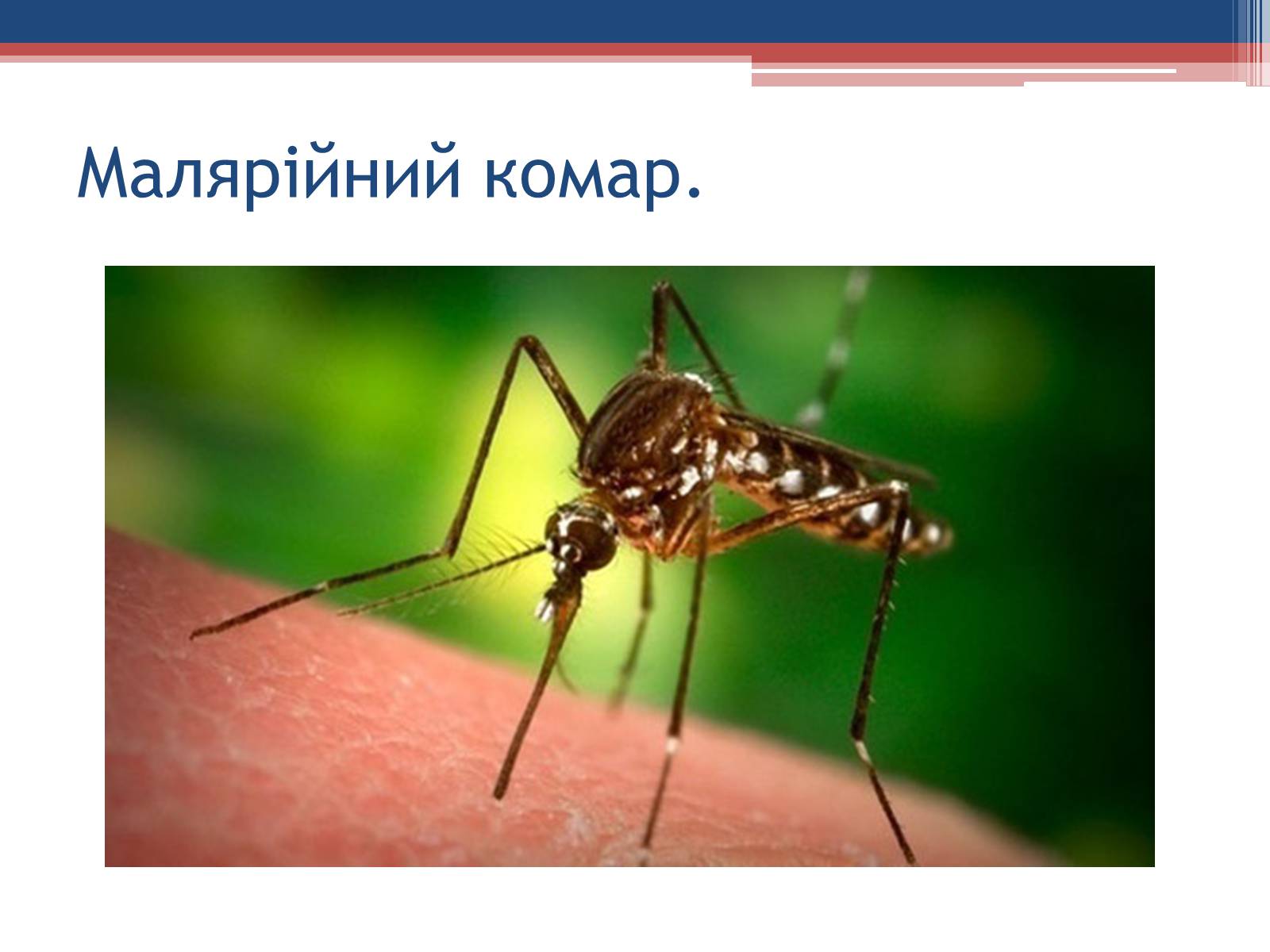 Презентація на тему «Хвороби людини, що викликаються одноклітинними тваринами» - Слайд #20 Презентація на тему «Хвороби людини, що викликаються одноклітинними тваринами» - Слайд #20