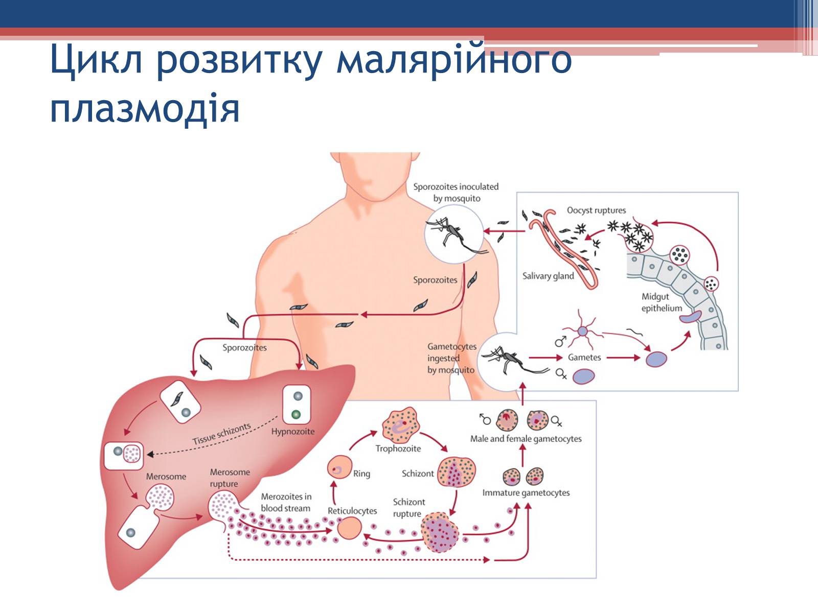 Презентація на тему «Хвороби людини, що викликаються одноклітинними тваринами» - Слайд #21 Презентація на тему «Хвороби людини, що викликаються одноклітинними тваринами» - Слайд #21