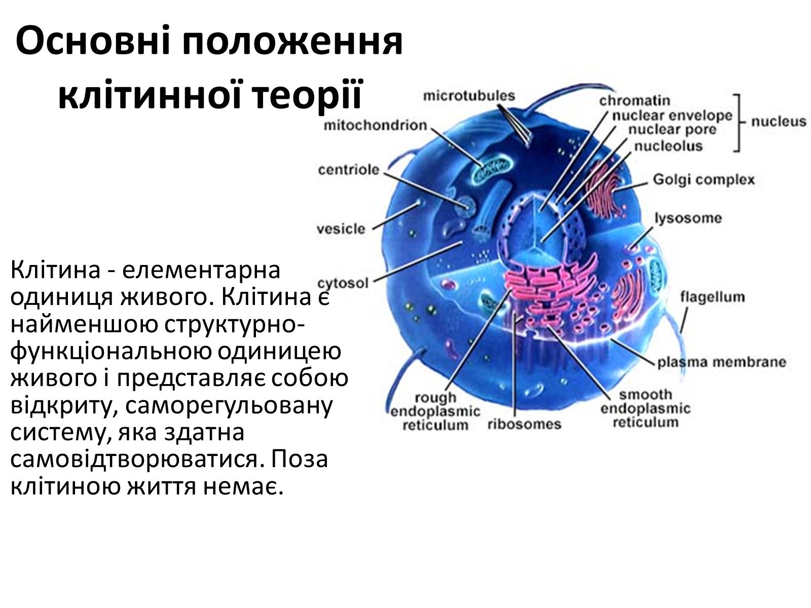 Презентація на тему «Історія вивчення клітини» - Слайд #7 Презентація на тему «Історія вивчення клітини» - Слайд #7