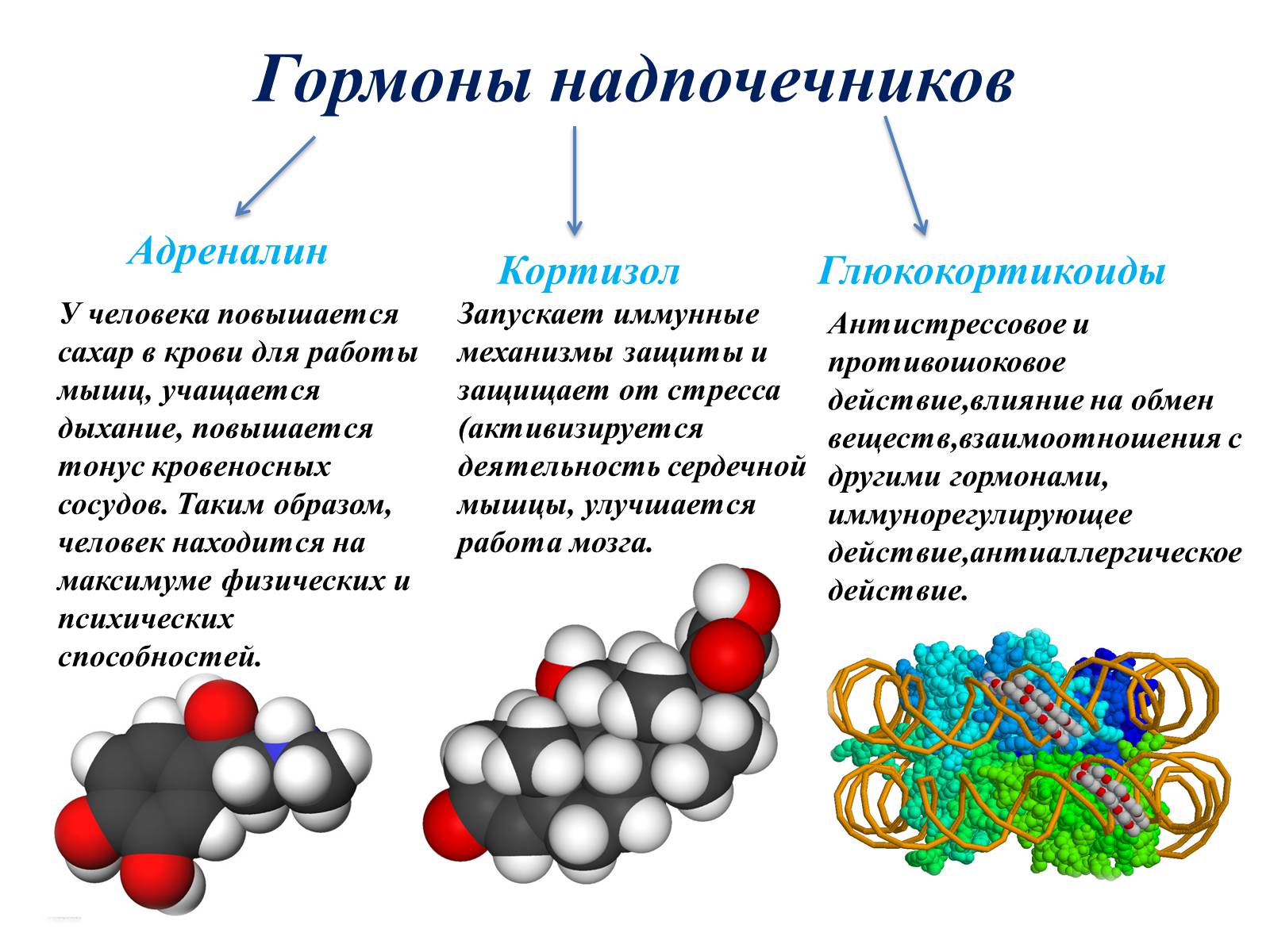 Презентація на тему «Гормоны» (варіант 2) - Слайд #14 Презентація на тему «Гормоны» (варіант 2) - Слайд #14