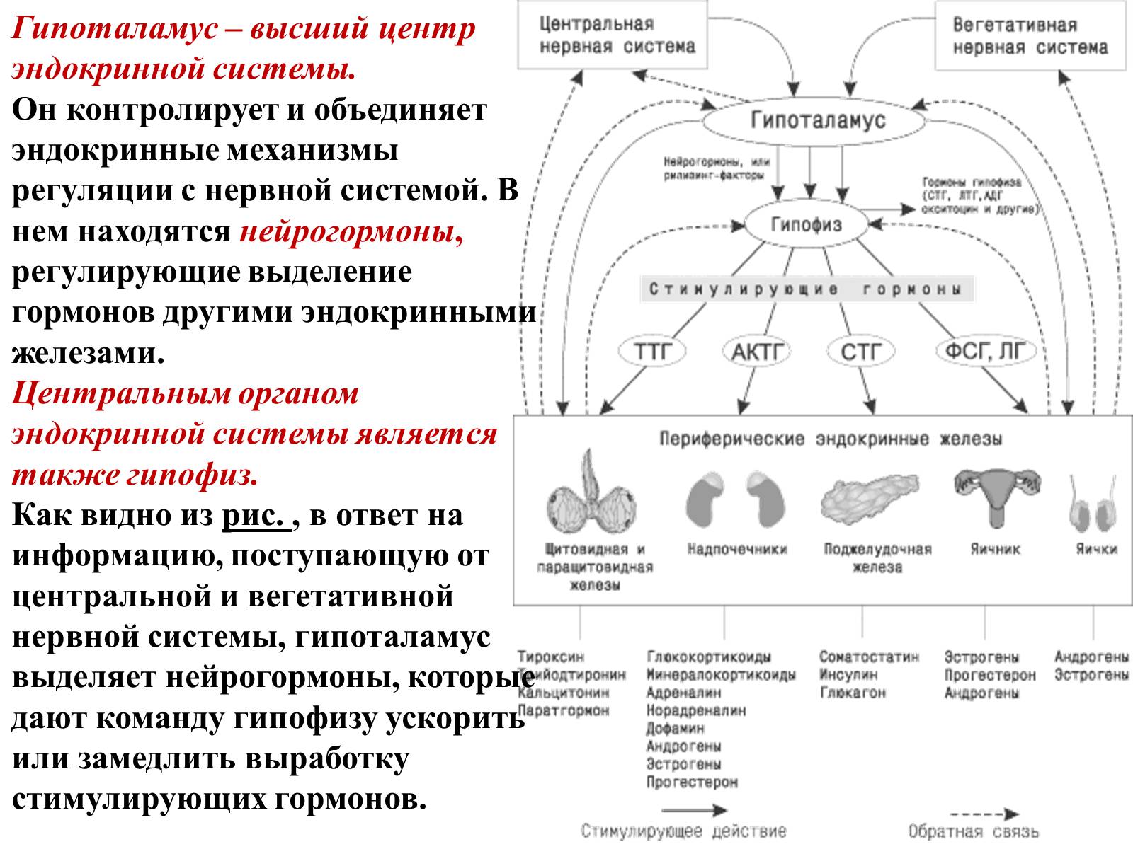 Презентація на тему «Гормоны» (варіант 2) - Слайд #6 Презентація на тему «Гормоны» (варіант 2) - Слайд #6