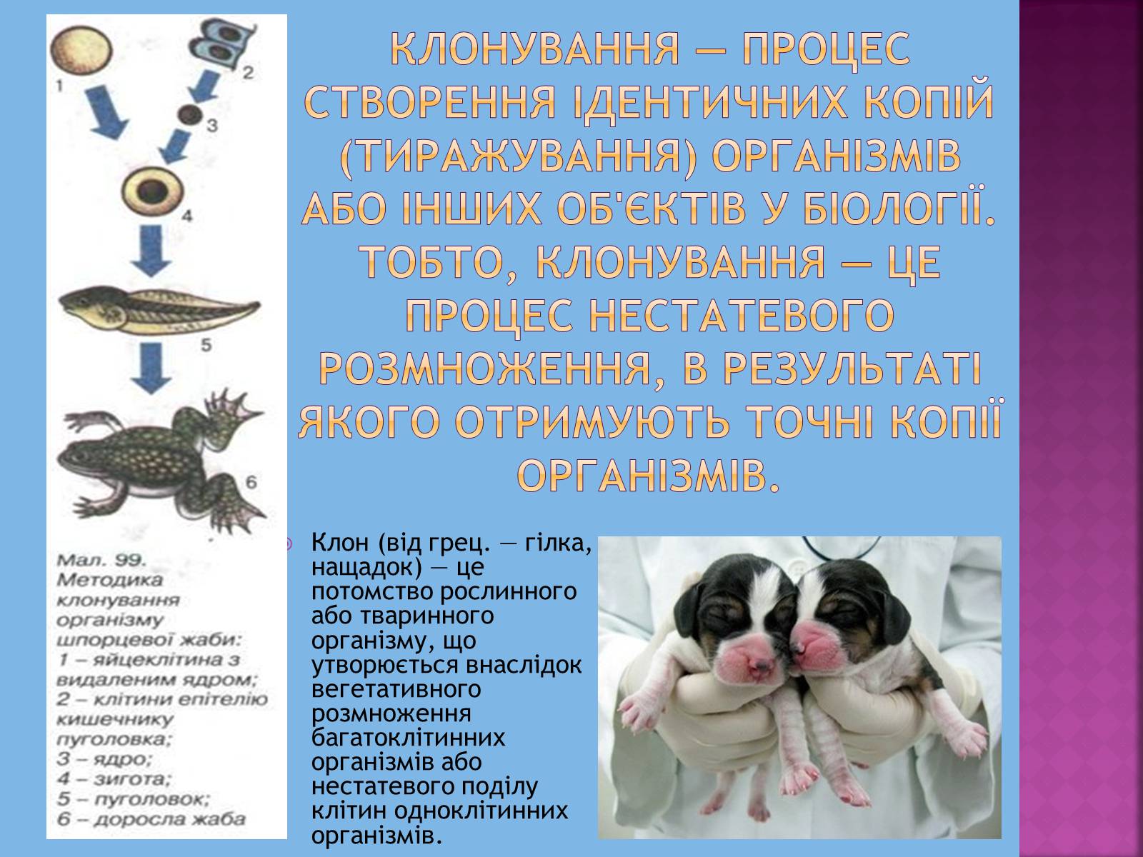 Презентація на тему «Клонування організмів» - Слайд #2