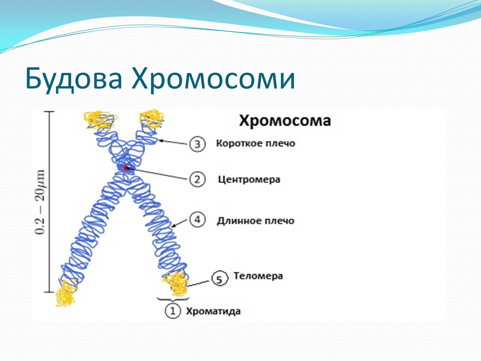 Презентація на тему «Хромосоми.Будова Хромосом.Каріотип» - Слайд #5 Презентація на тему «Хромосоми.Будова Хромосом.Каріотип» - Слайд #5