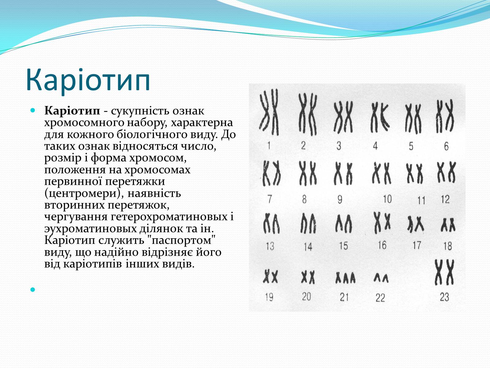 Презентація на тему «Хромосоми.Будова Хромосом.Каріотип» - Слайд #8 Презентація на тему «Хромосоми.Будова Хромосом.Каріотип» - Слайд #8