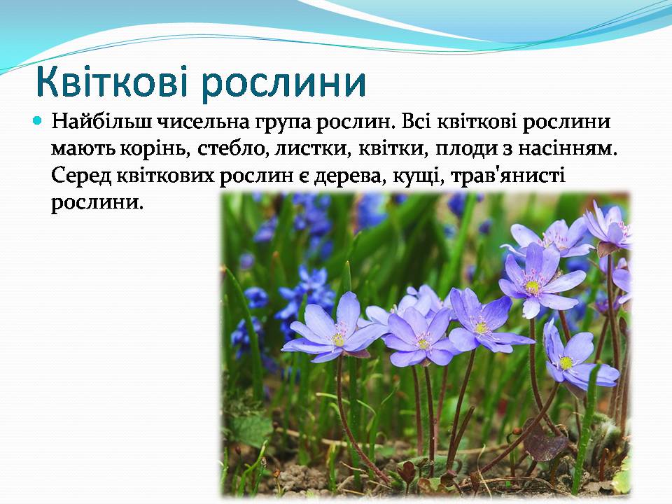 Презентація на тему «Різноманітність видів рослин у природі» - Слайд #11 Презентація на тему «Різноманітність видів рослин у природі» - Слайд #11