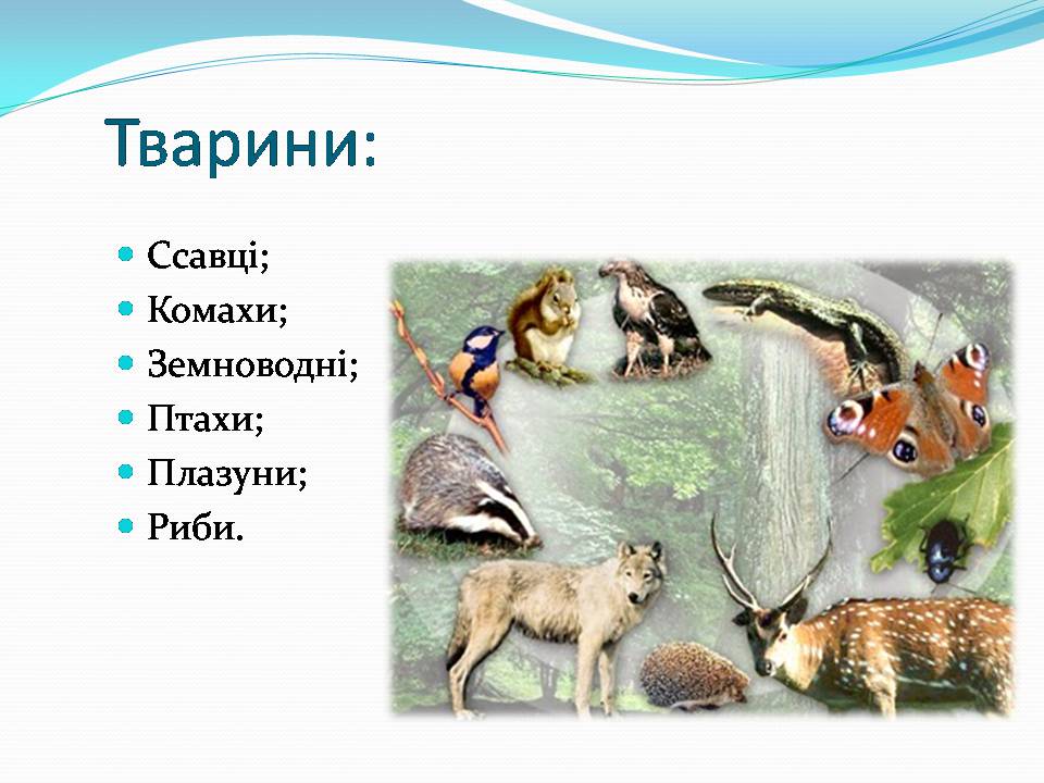 Презентація на тему «Різноманітність видів рослин у природі» - Слайд #13 Презентація на тему «Різноманітність видів рослин у природі» - Слайд #13