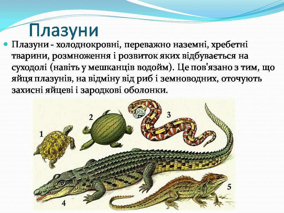 Презентація на тему «Різноманітність видів рослин у природі» - Слайд #18 Презентація на тему «Різноманітність видів рослин у природі» - Слайд #18