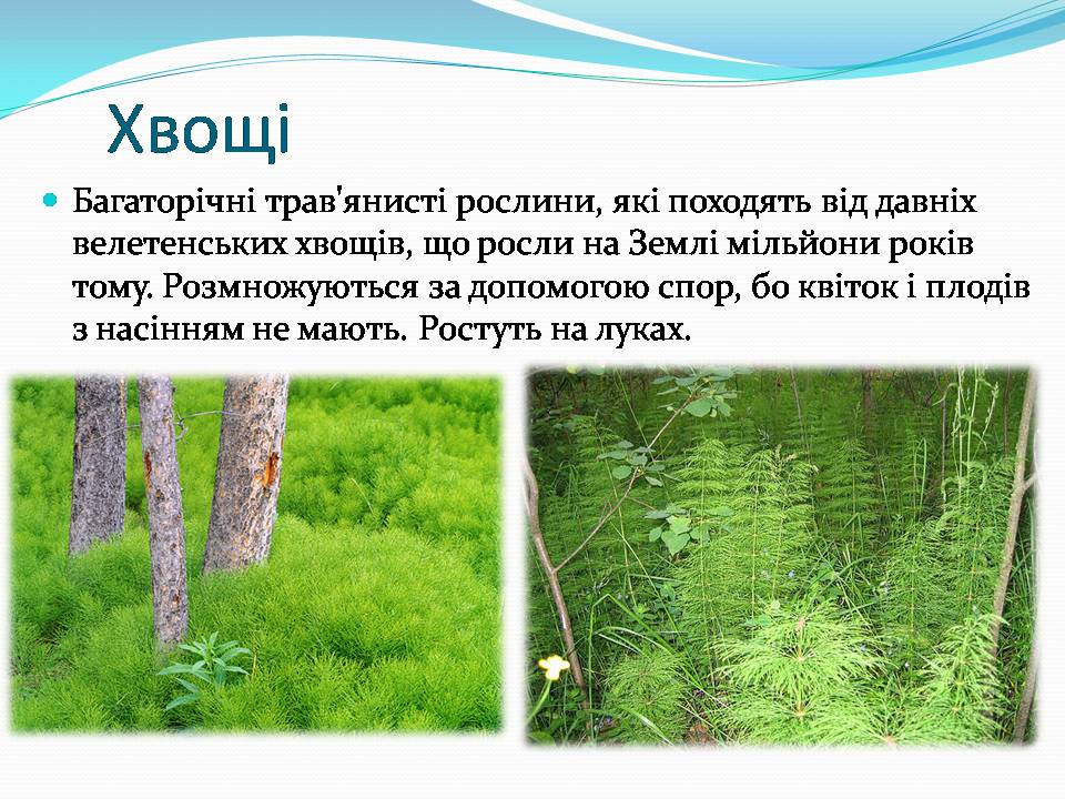 Презентація на тему «Різноманітність видів рослин у природі» - Слайд #7 Презентація на тему «Різноманітність видів рослин у природі» - Слайд #7