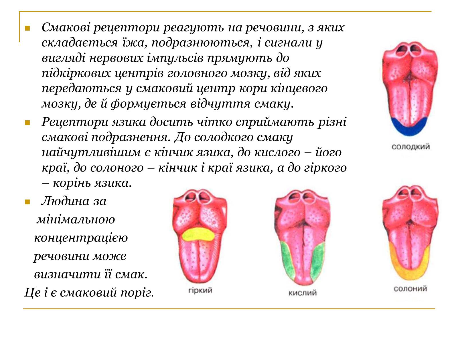 Презентація на тему «Основні сенсорні системи організму людини» - Слайд #13 Презентація на тему «Основні сенсорні системи організму людини» - Слайд #13