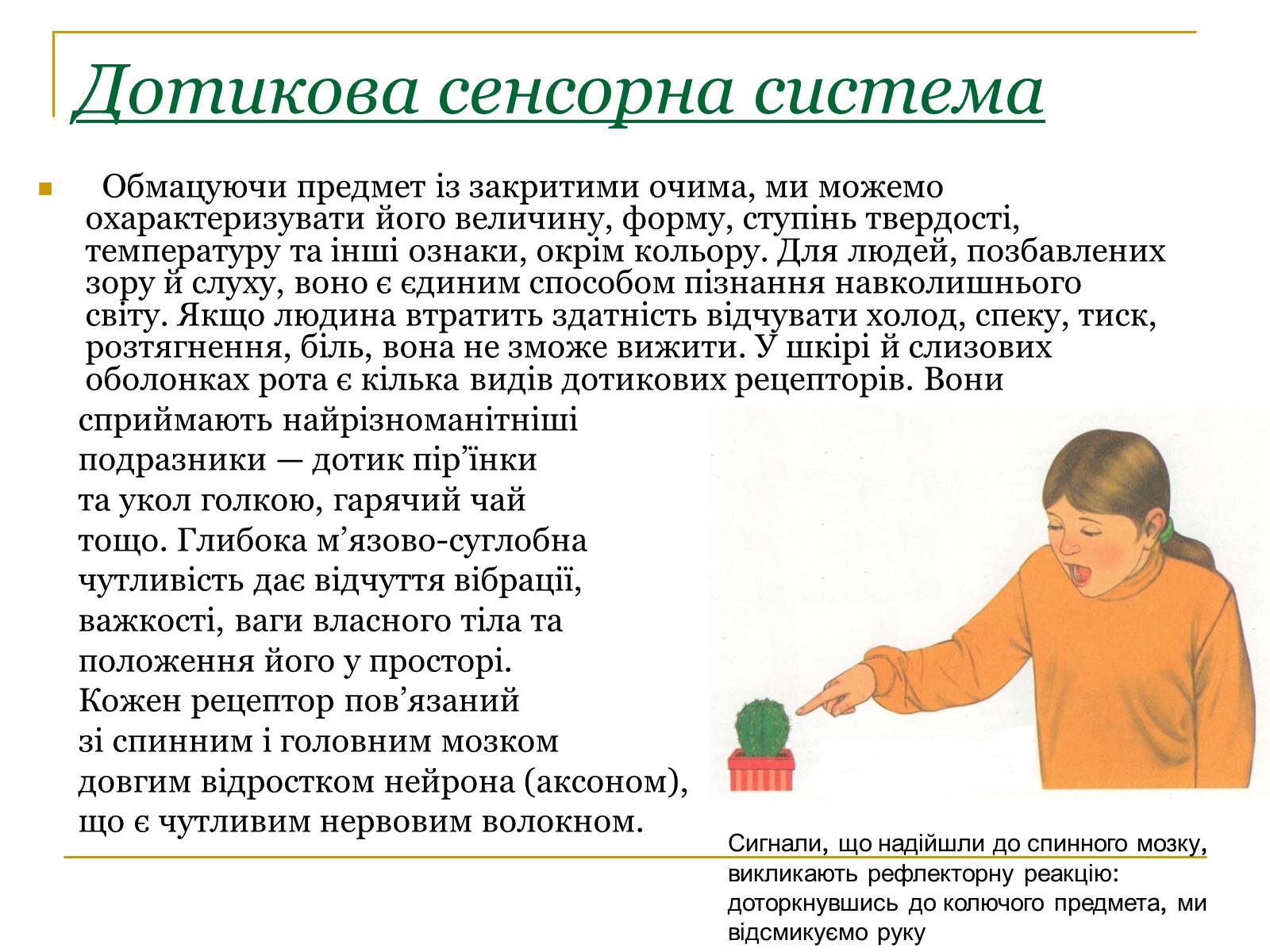 Презентація на тему «Основні сенсорні системи організму людини» - Слайд #14 Презентація на тему «Основні сенсорні системи організму людини» - Слайд #14