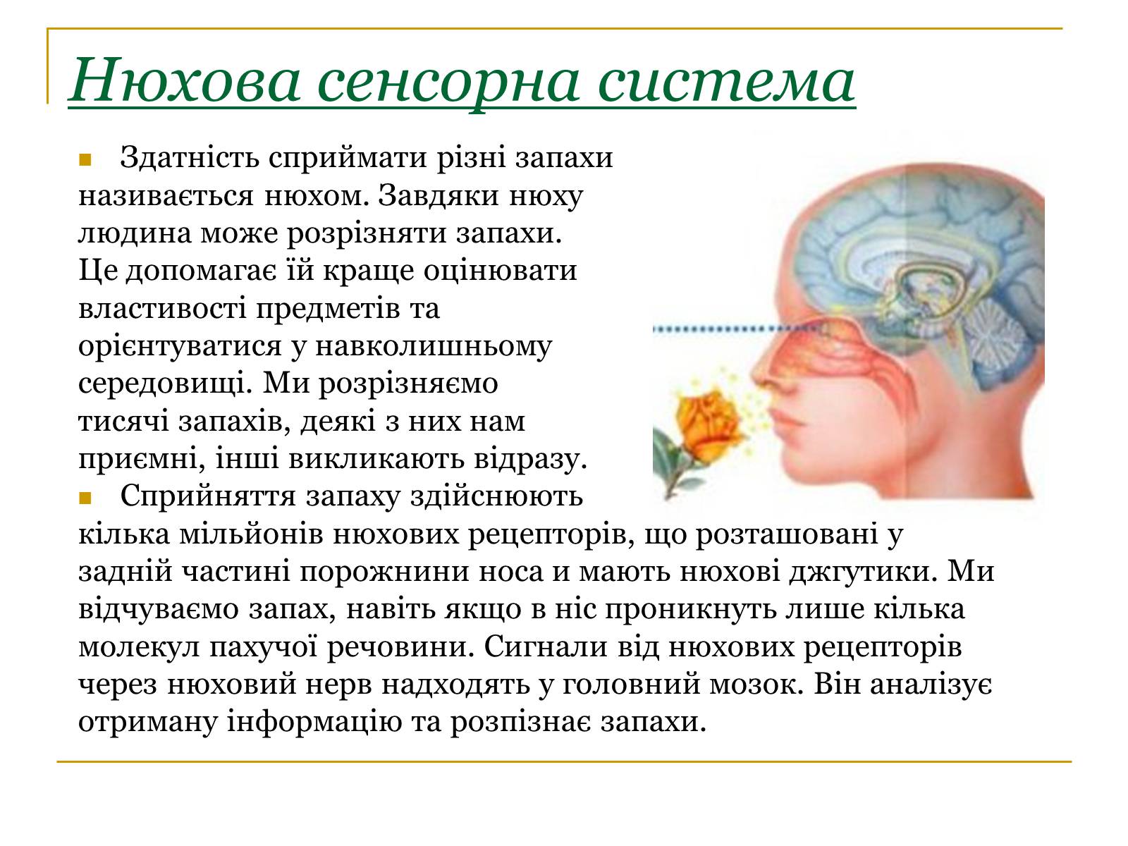 Презентація на тему «Основні сенсорні системи організму людини» - Слайд #16 Презентація на тему «Основні сенсорні системи організму людини» - Слайд #16