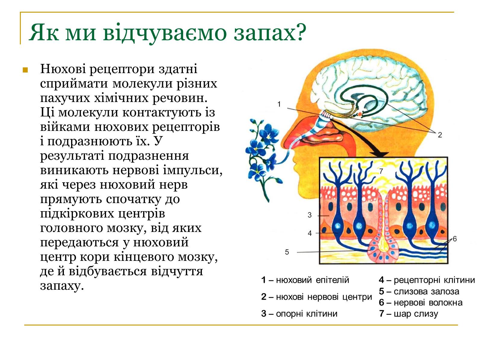 Презентація на тему «Основні сенсорні системи організму людини» - Слайд #17 Презентація на тему «Основні сенсорні системи організму людини» - Слайд #17