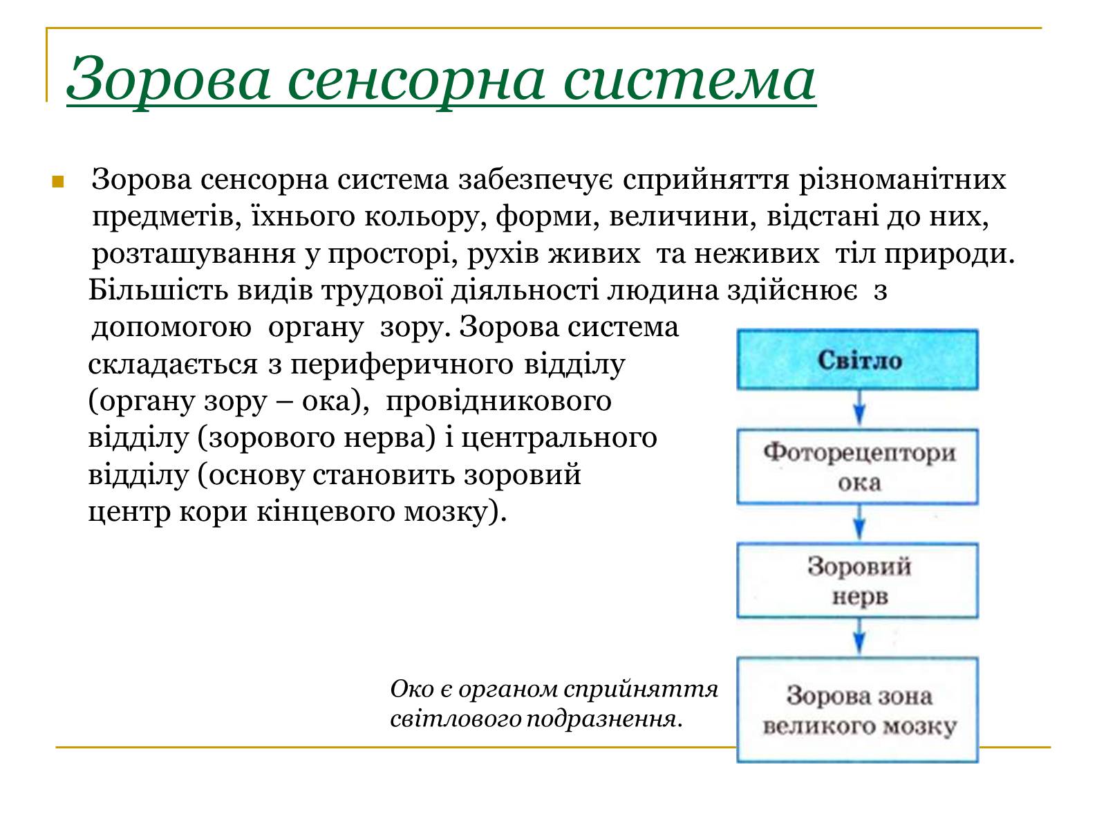 Презентація на тему «Основні сенсорні системи організму людини» - Слайд #3 Презентація на тему «Основні сенсорні системи організму людини» - Слайд #3