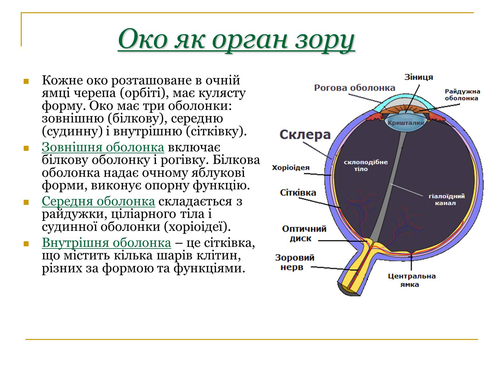 Презентація на тему «Основні сенсорні системи організму людини» - Слайд #4 Презентація на тему «Основні сенсорні системи організму людини» - Слайд #4