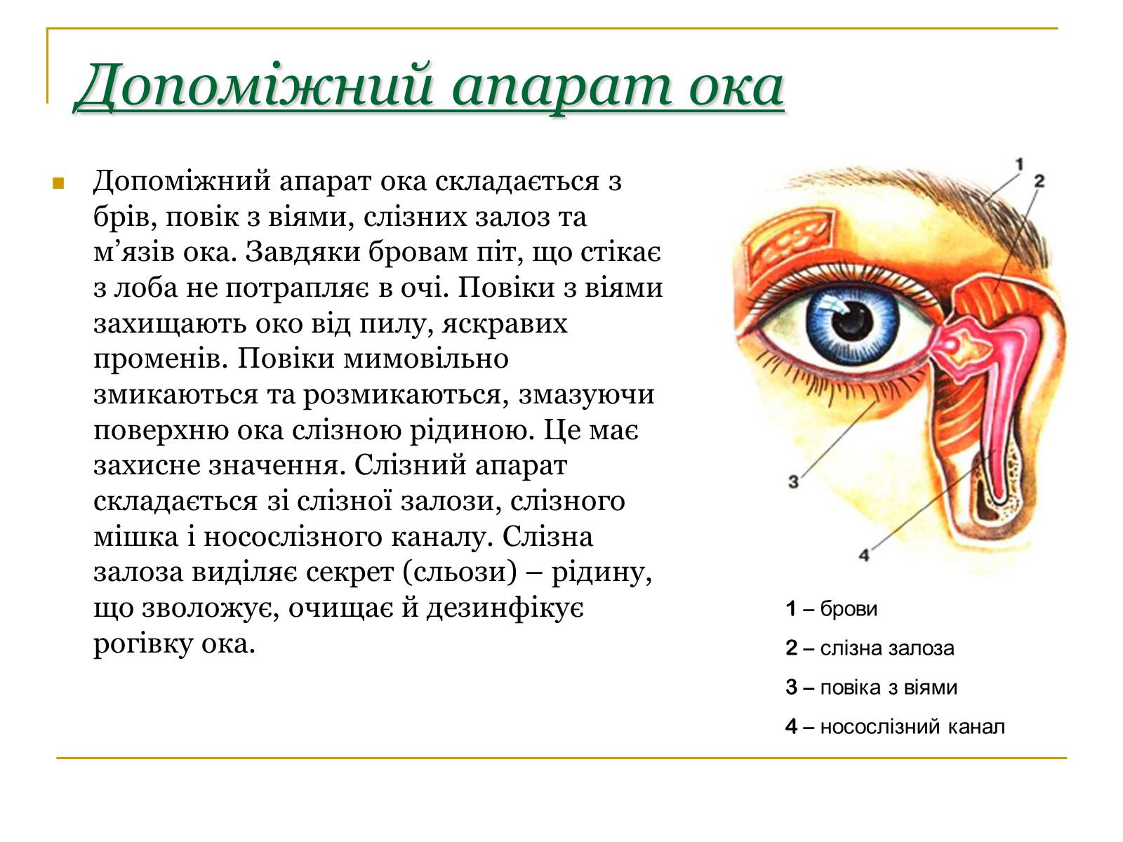 Презентація на тему «Основні сенсорні системи організму людини» - Слайд #5 Презентація на тему «Основні сенсорні системи організму людини» - Слайд #5
