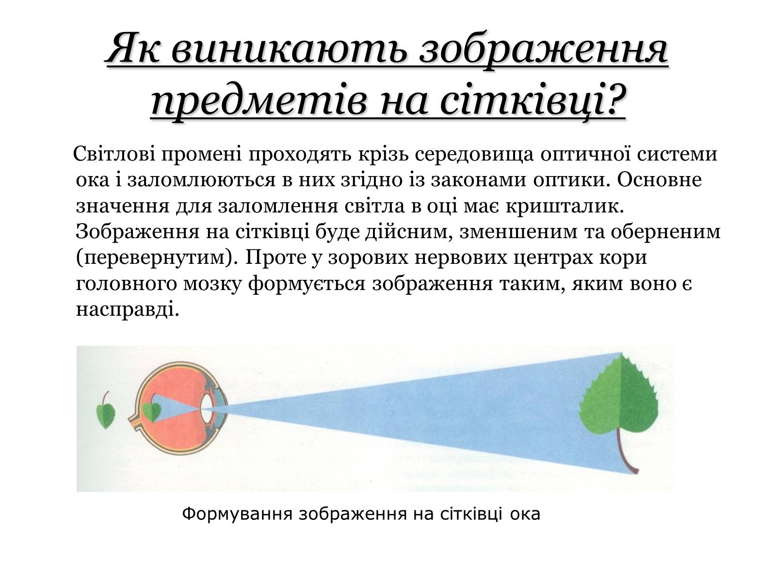 Презентація на тему «Основні сенсорні системи організму людини» - Слайд #6 Презентація на тему «Основні сенсорні системи організму людини» - Слайд #6