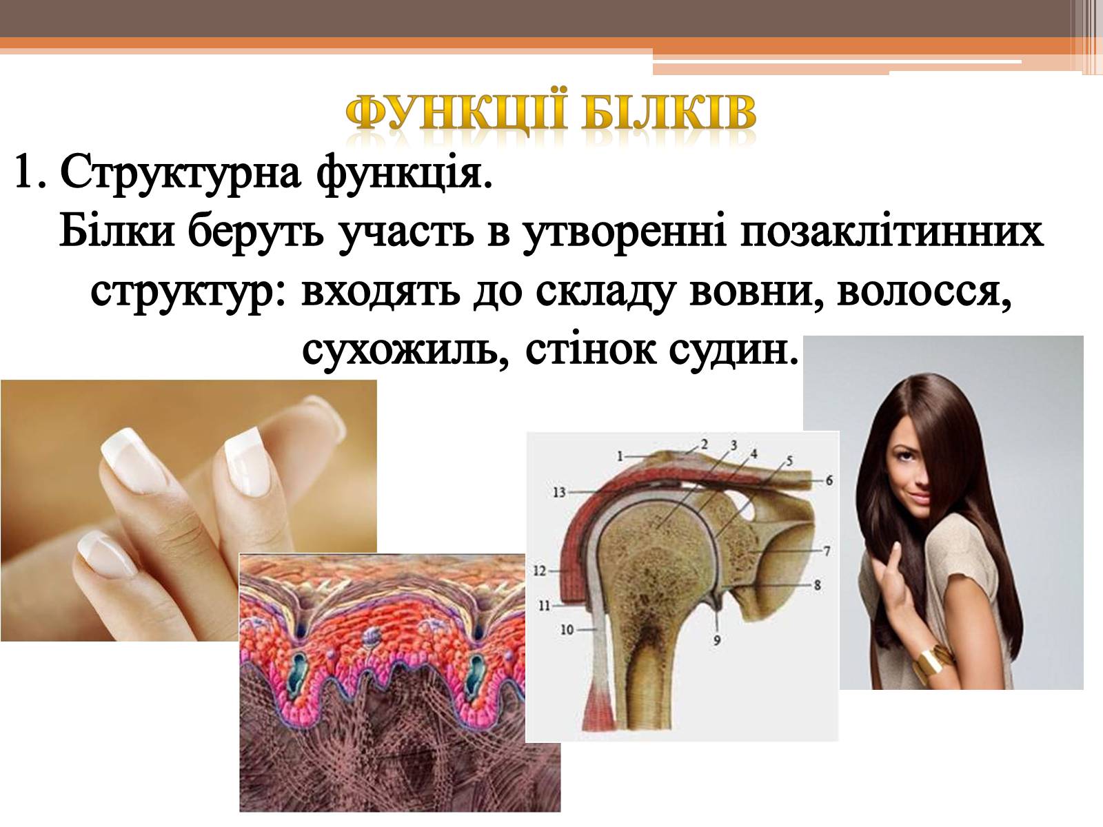Презентація на тему «Білки» (варіант 5) - Слайд #12 Презентація на тему «Білки» (варіант 5) - Слайд #12
