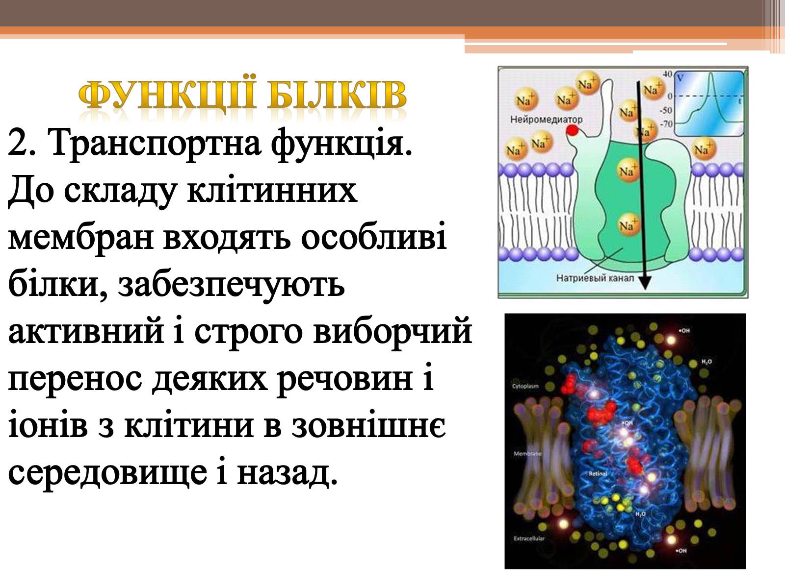 Презентація на тему «Білки» (варіант 5) - Слайд #14 Презентація на тему «Білки» (варіант 5) - Слайд #14