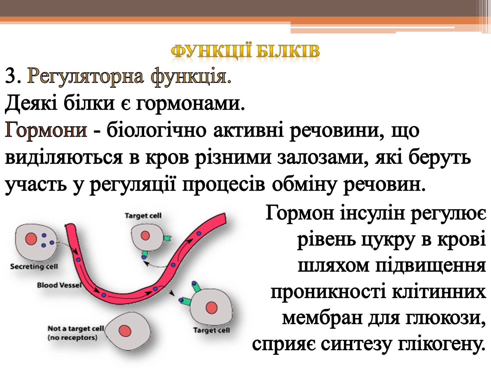 Презентація на тему «Білки» (варіант 5) - Слайд #15 Презентація на тему «Білки» (варіант 5) - Слайд #15