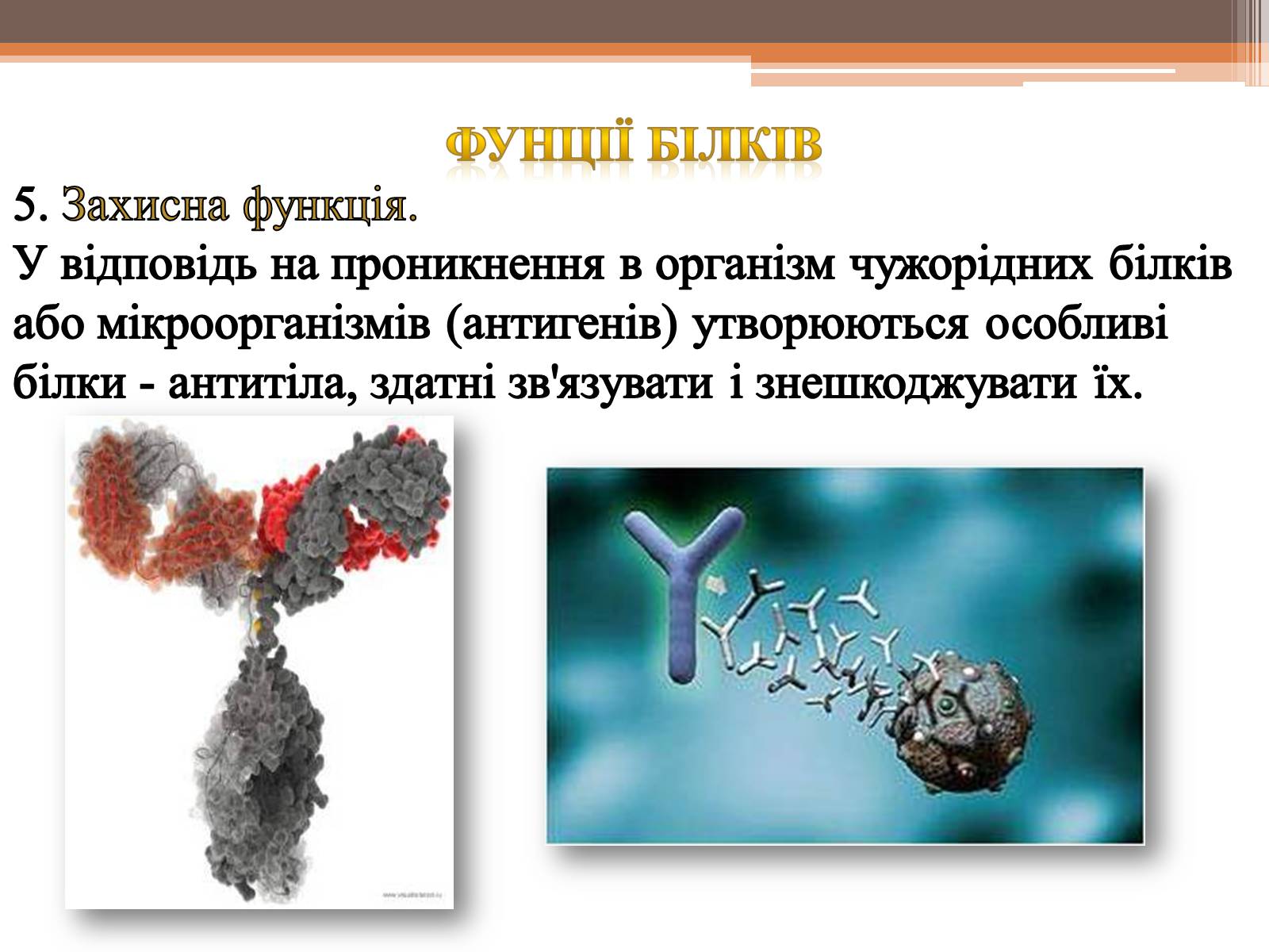 Презентація на тему «Білки» (варіант 5) - Слайд #17 Презентація на тему «Білки» (варіант 5) - Слайд #17