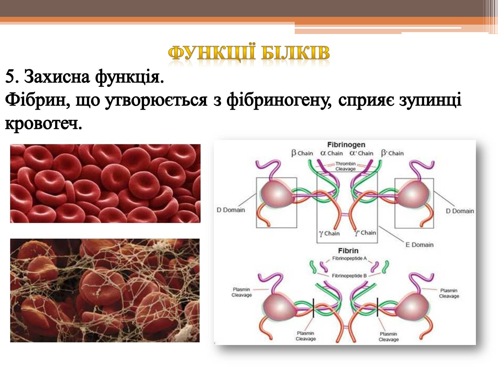 Презентація на тему «Білки» (варіант 5) - Слайд #18 Презентація на тему «Білки» (варіант 5) - Слайд #18