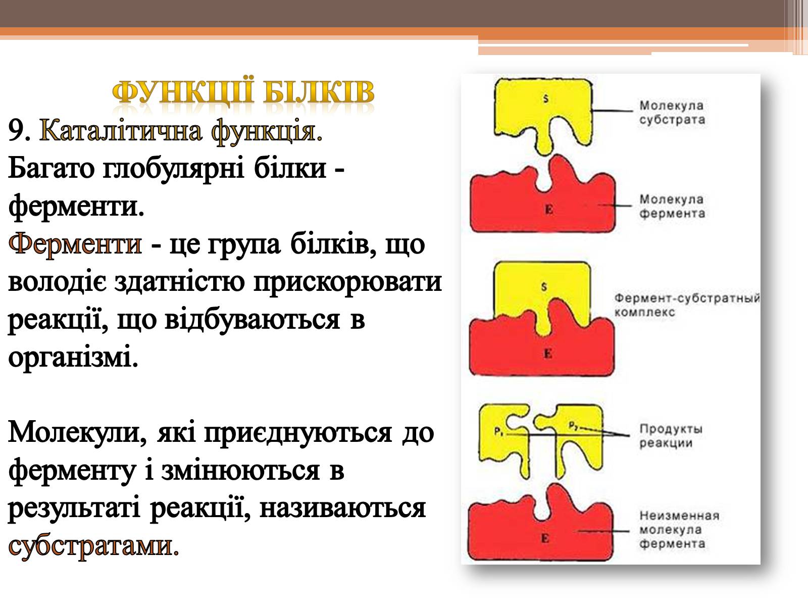 Презентація на тему «Білки» (варіант 5) - Слайд #22 Презентація на тему «Білки» (варіант 5) - Слайд #22