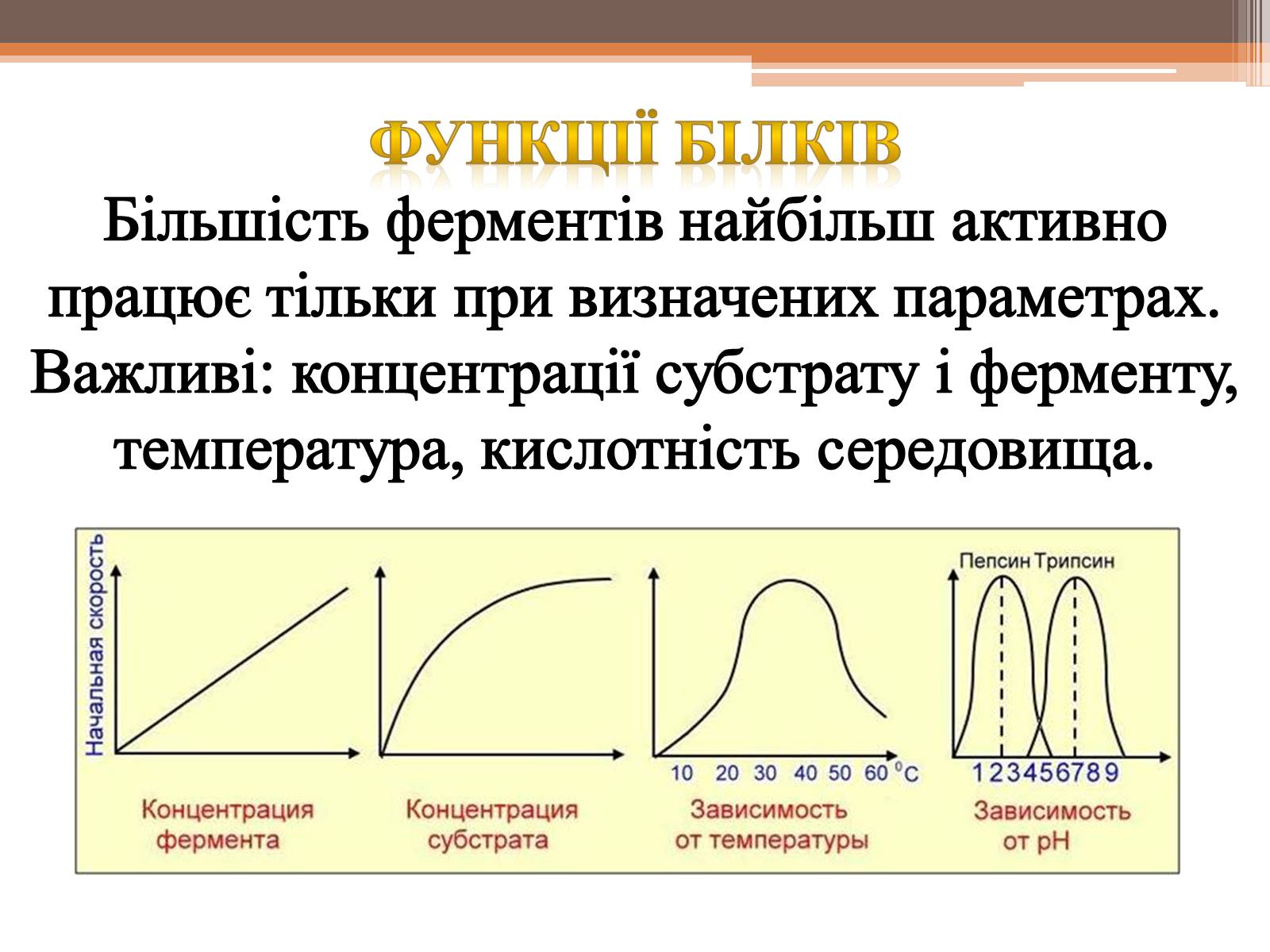 Презентація на тему «Білки» (варіант 5) - Слайд #25 Презентація на тему «Білки» (варіант 5) - Слайд #25