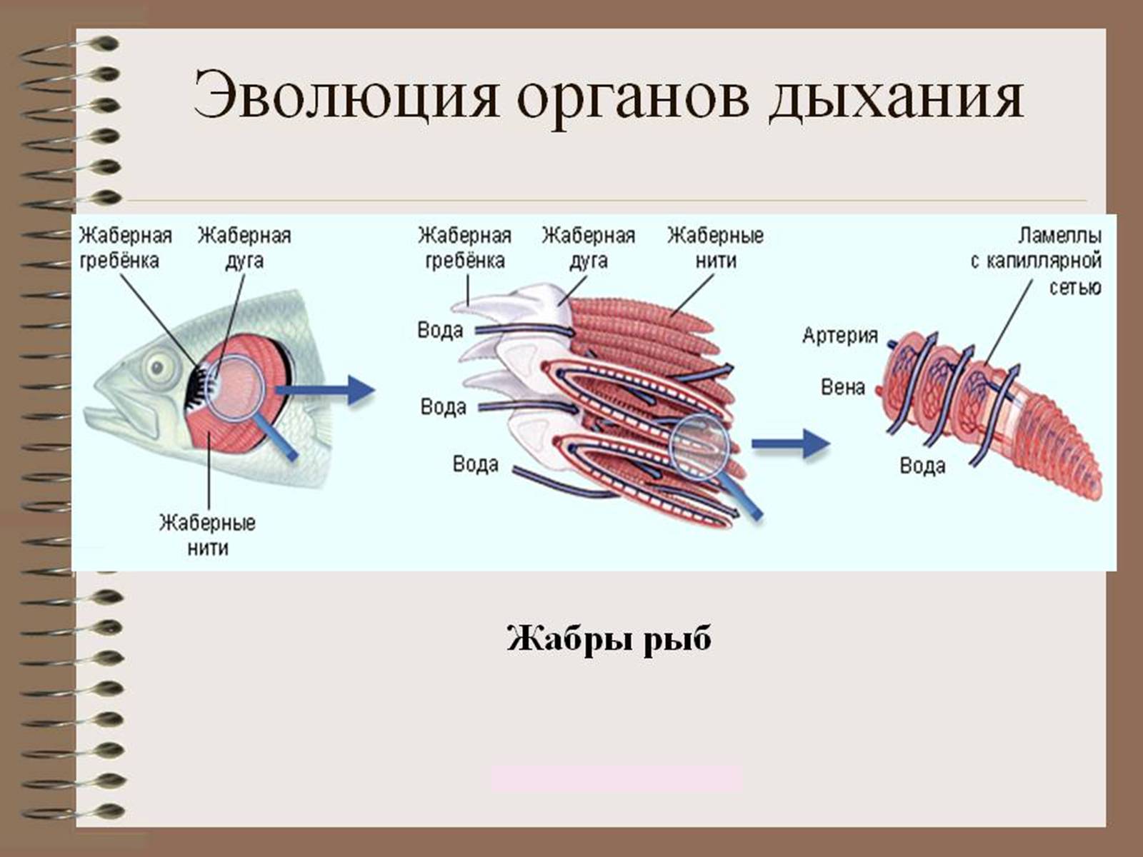 Презентація на тему «Еволюція систем органів» - Слайд #10 Презентація на тему «Еволюція систем органів» - Слайд #10