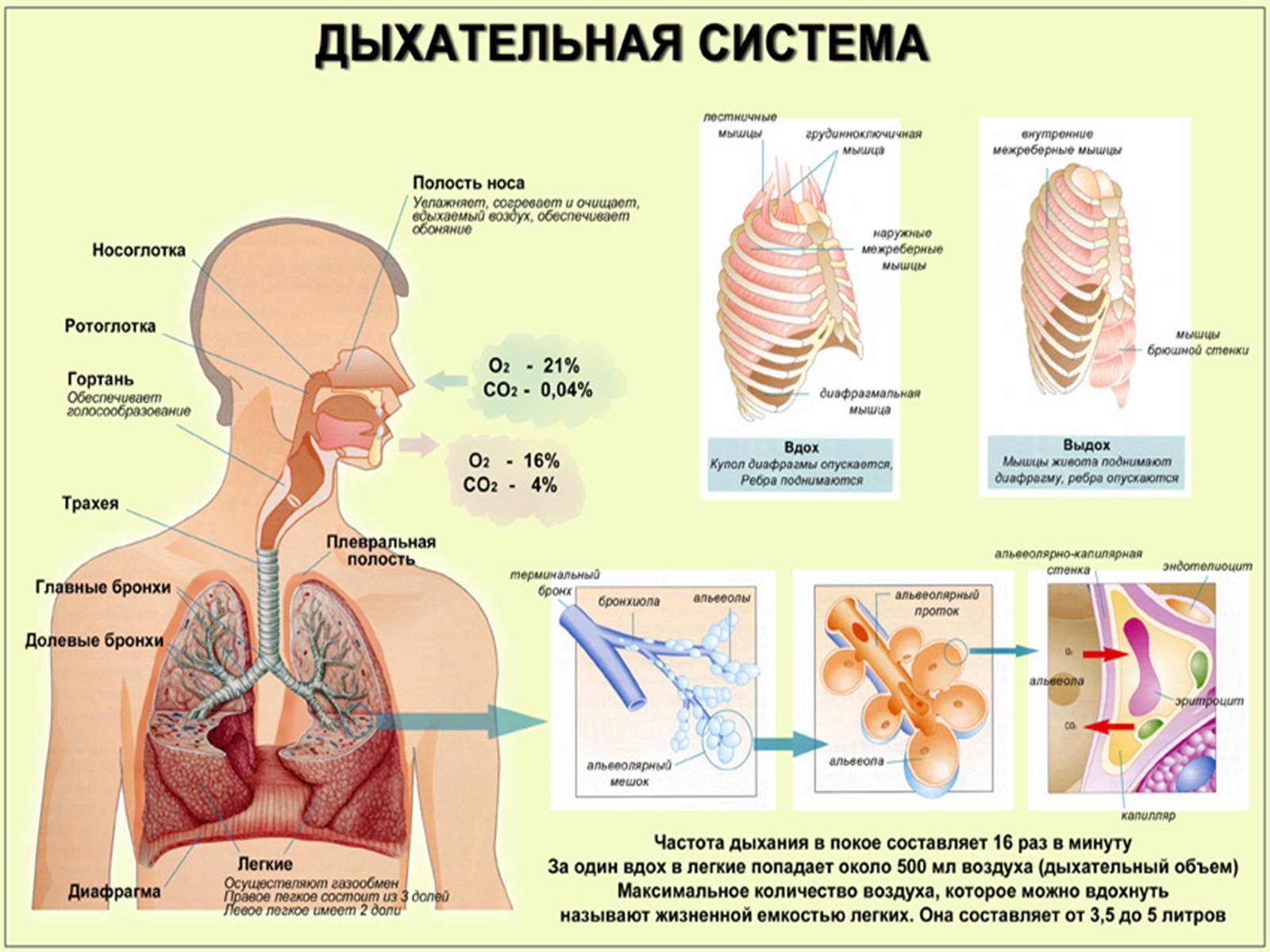 Презентація на тему «Еволюція систем органів» - Слайд #13 Презентація на тему «Еволюція систем органів» - Слайд #13