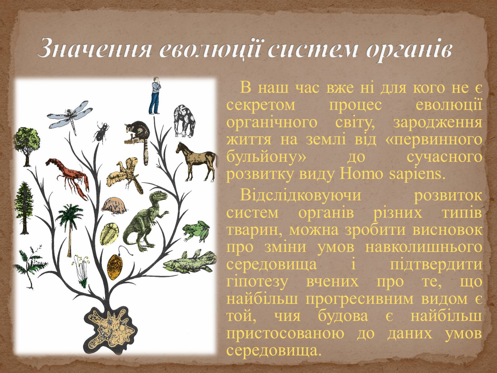 Презентація на тему «Еволюція систем органів» - Слайд #2 Презентація на тему «Еволюція систем органів» - Слайд #2