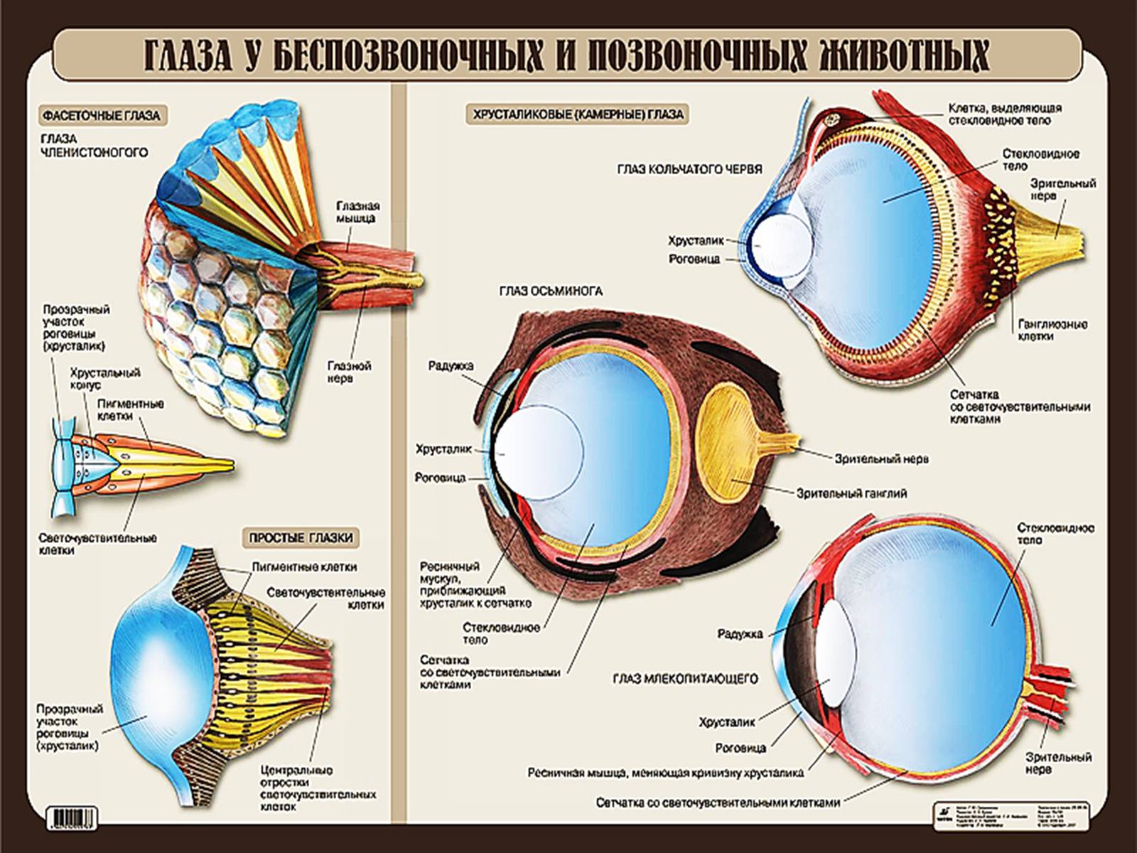 Презентація на тему «Еволюція систем органів» - Слайд #7 Презентація на тему «Еволюція систем органів» - Слайд #7