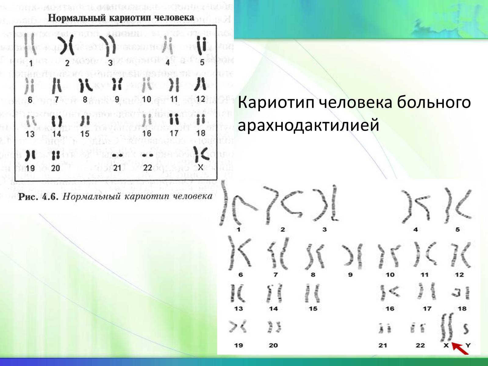 Презентація на тему «Генетика» (варіант 5) - Слайд #12 Презентація на тему «Генетика» (варіант 5) - Слайд #12